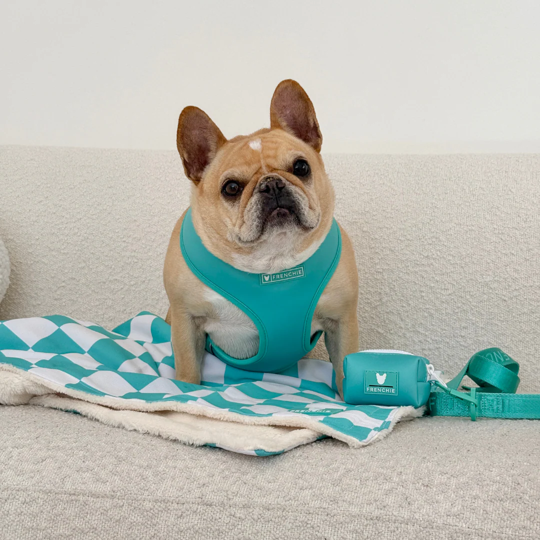 Frenchie Duo Reversible Harness - Solid Aqua - Image 8