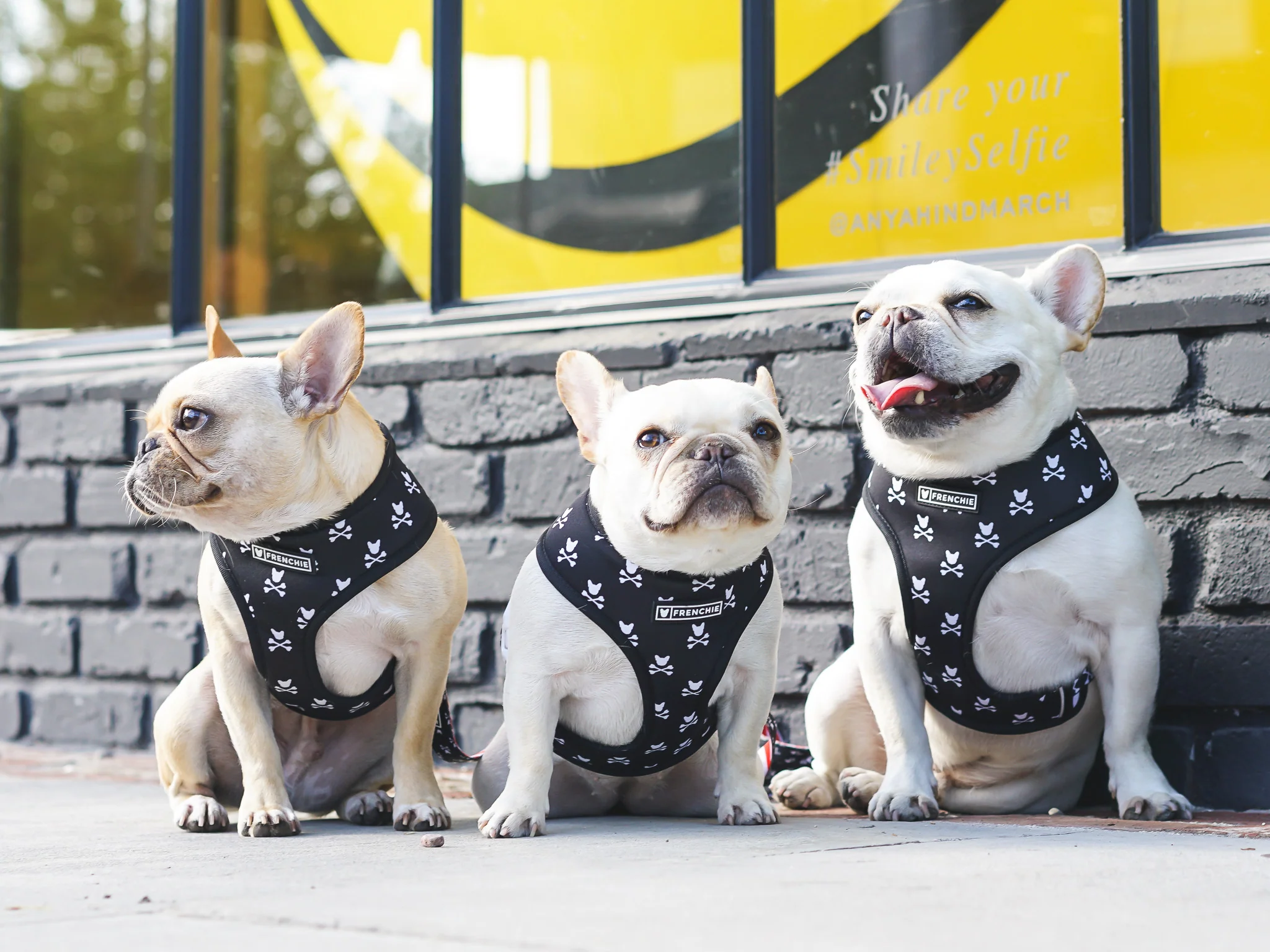 Frenchie Duo Reversible Harness - Bad To The Bone - Image 3