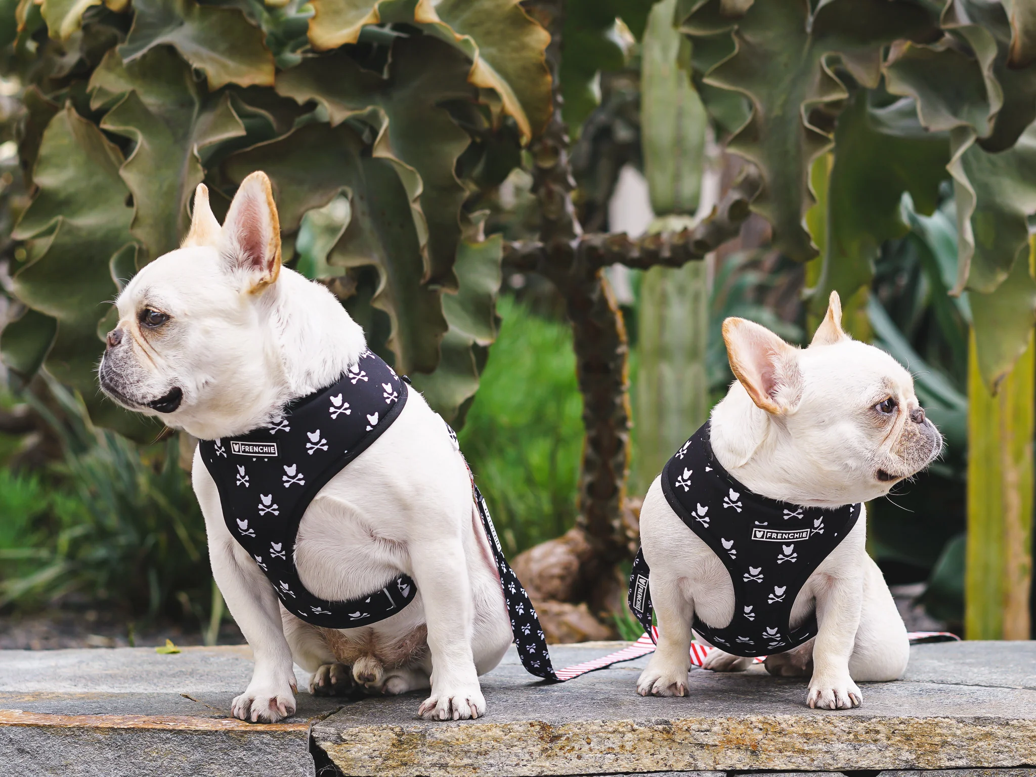 Frenchie Duo Reversible Harness - Bad To The Bone - Image 4