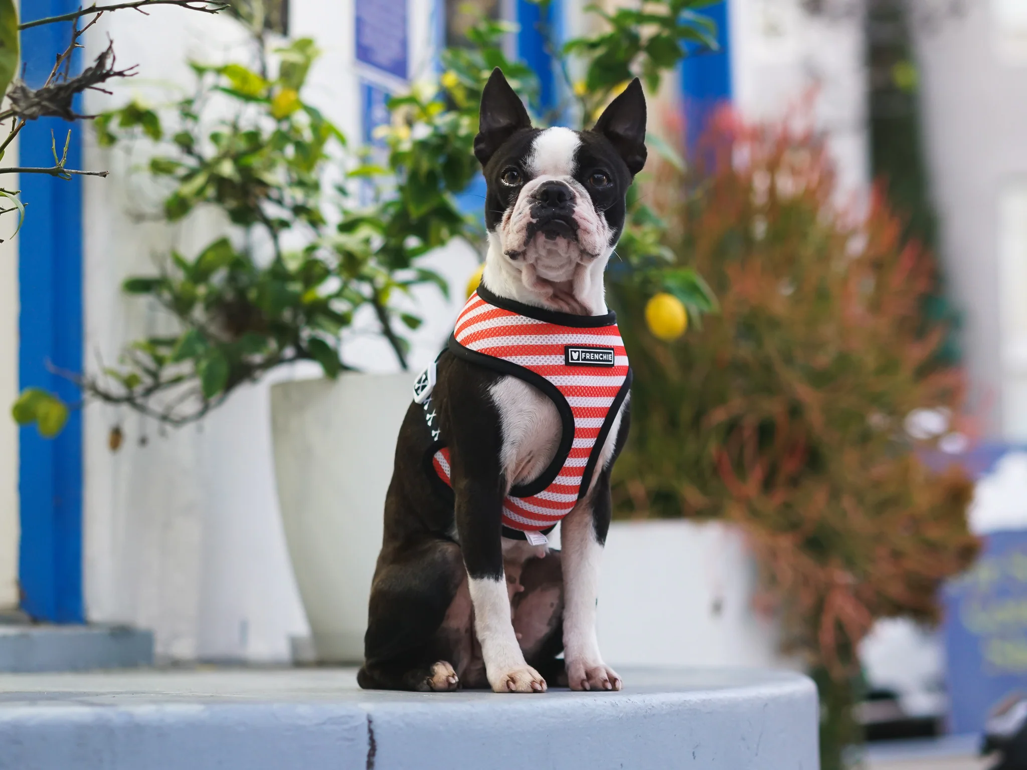 Frenchie Duo Reversible Harness - Bad To The Bone - Image 5