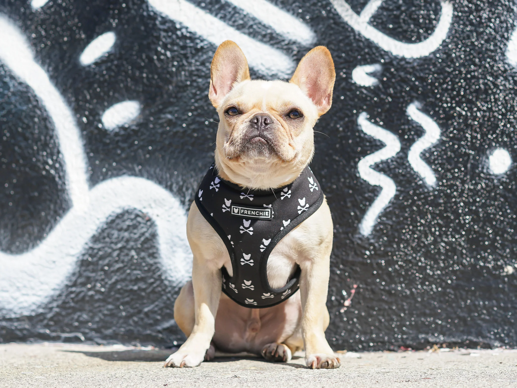 Frenchie Duo Reversible Harness - Bad To The Bone - Image 6