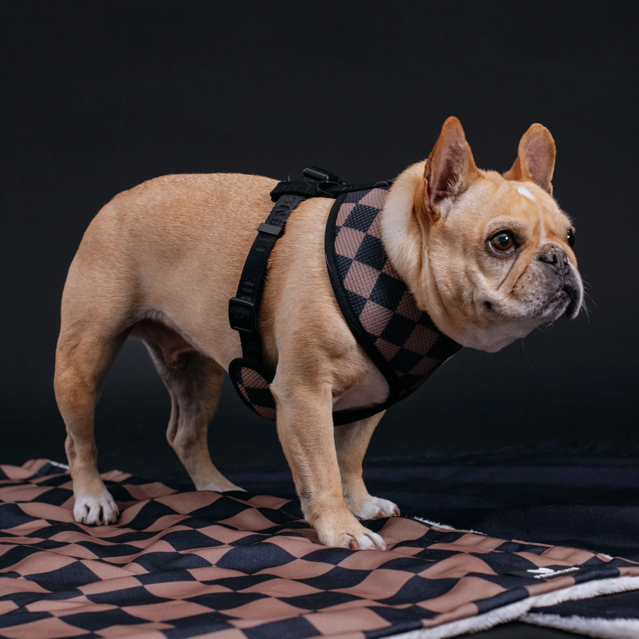 Frenchie Duo Reversible Harness - Solid Black - Image 3