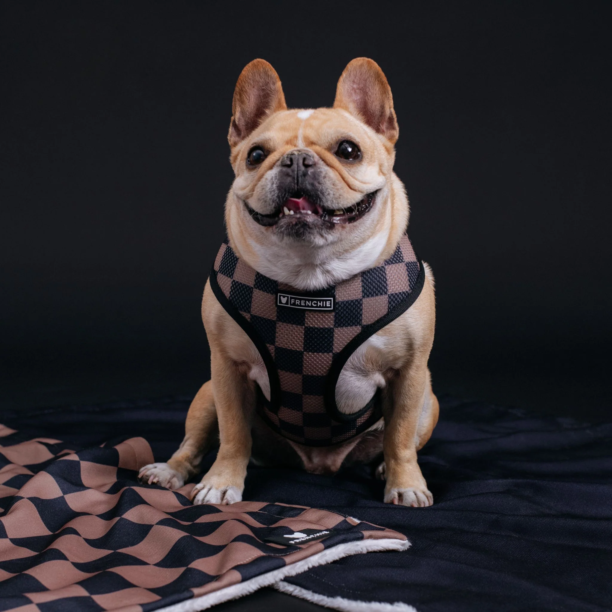 Frenchie Duo Reversible Harness - Solid Black - Image 8