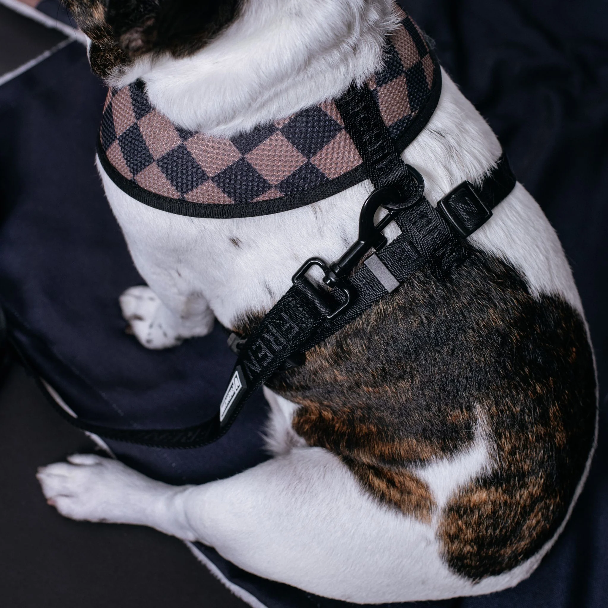 Frenchie Duo Reversible Harness - Solid Black - Image 9