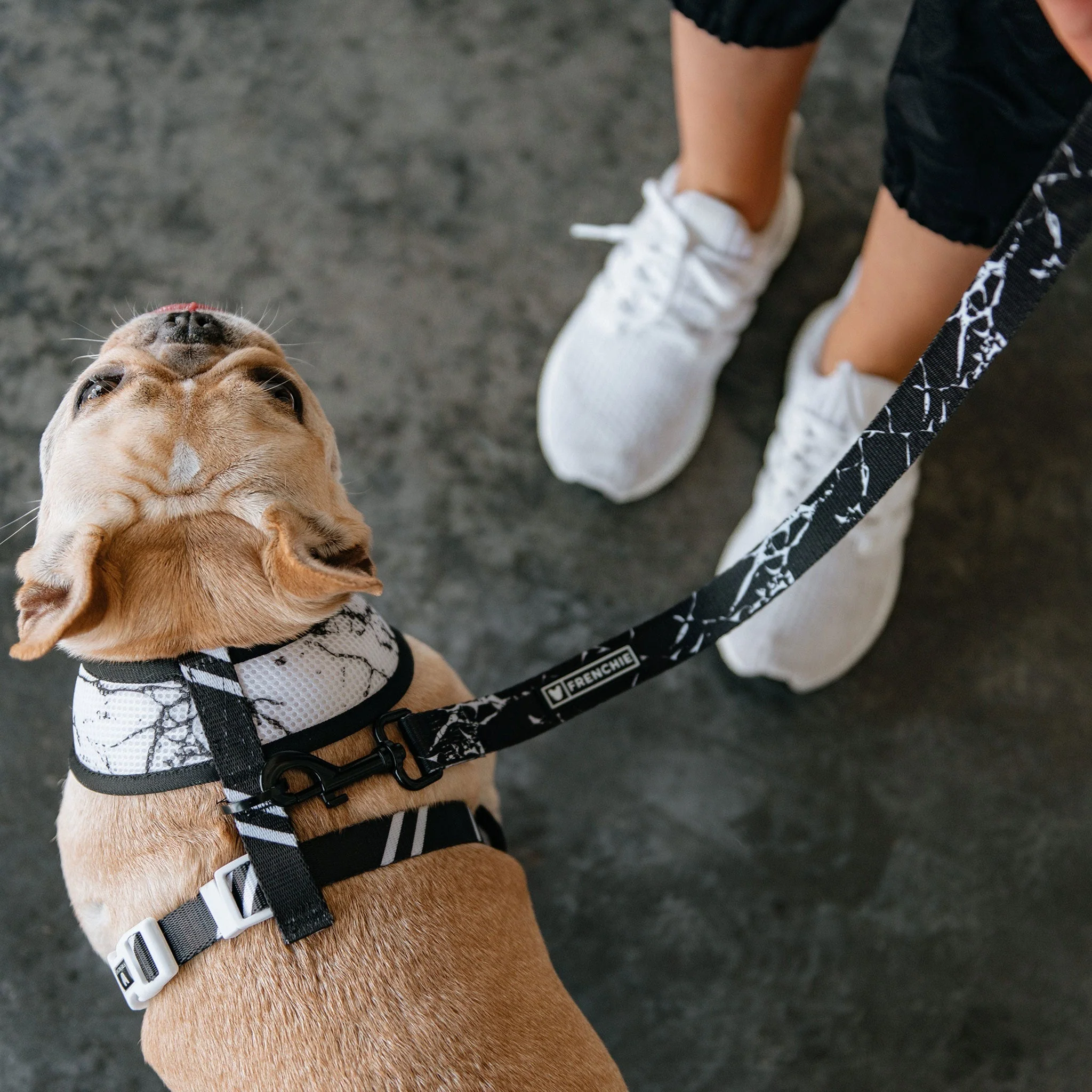 Frenchie Duo Reversible Harness - Black Marble - Image 5