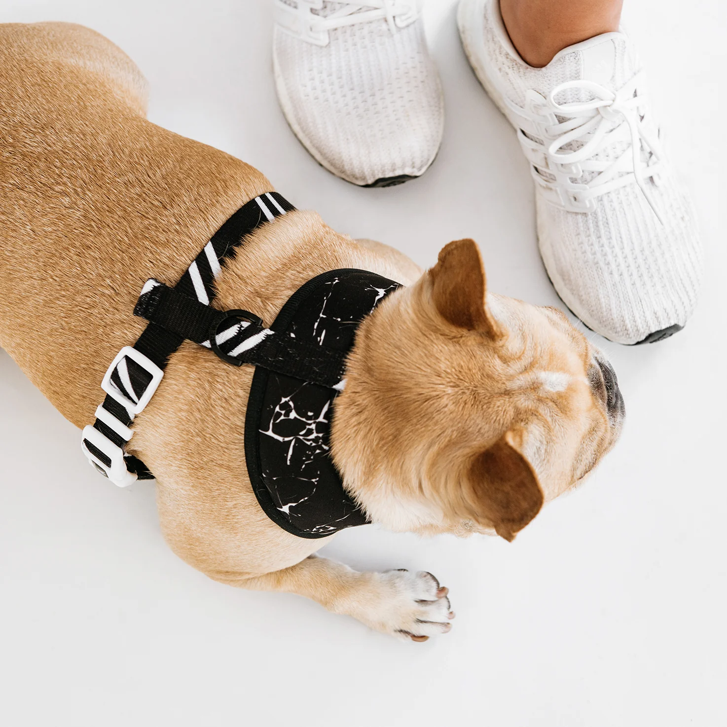 Frenchie Duo Reversible Harness - Black Marble - Image 8