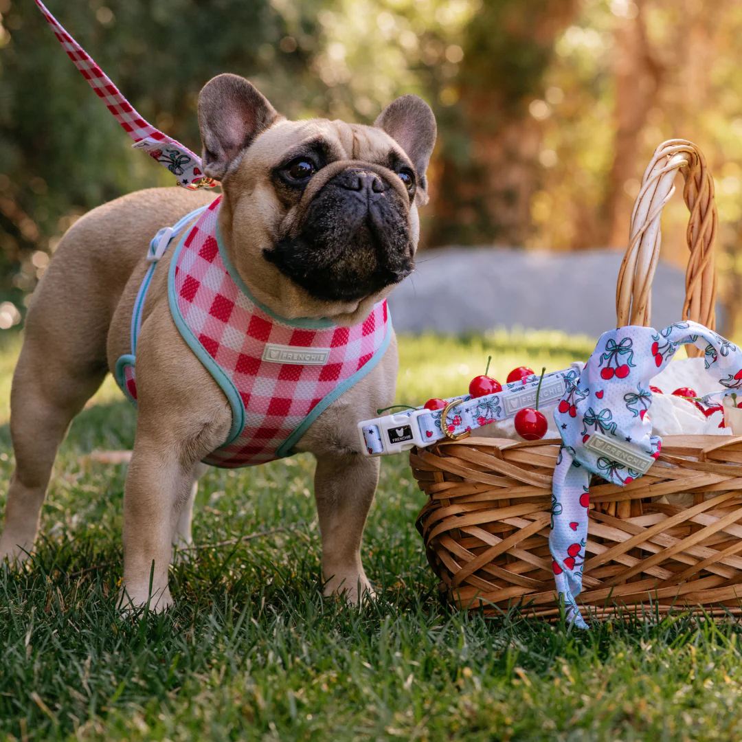 Frenchie Duo Reversible Harness - Cherries Blue - Image 5