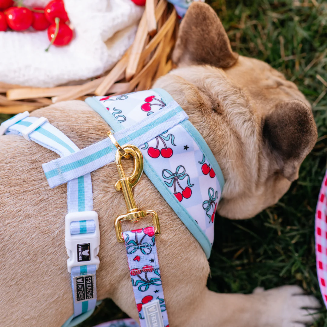 Frenchie Duo Reversible Harness - Cherries Blue - Image 6