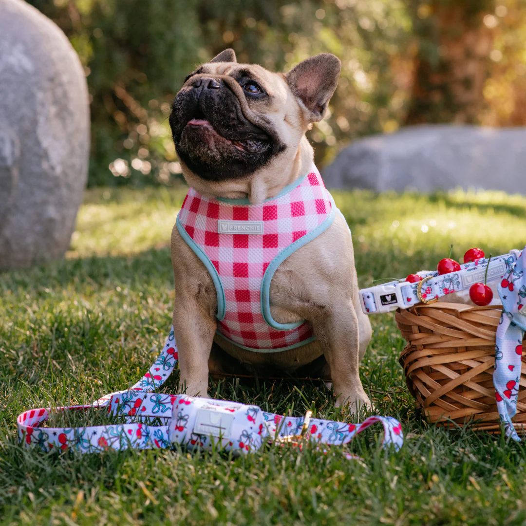 Frenchie Duo Reversible Harness - Cherries Blue - Image 8