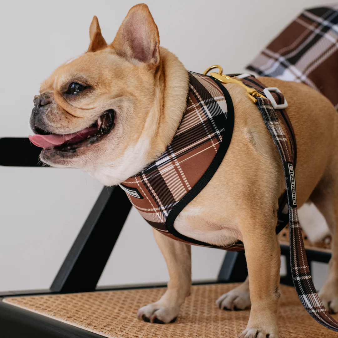 Frenchie Duo Reversible Harness - Cocoa Plaid - Image 5