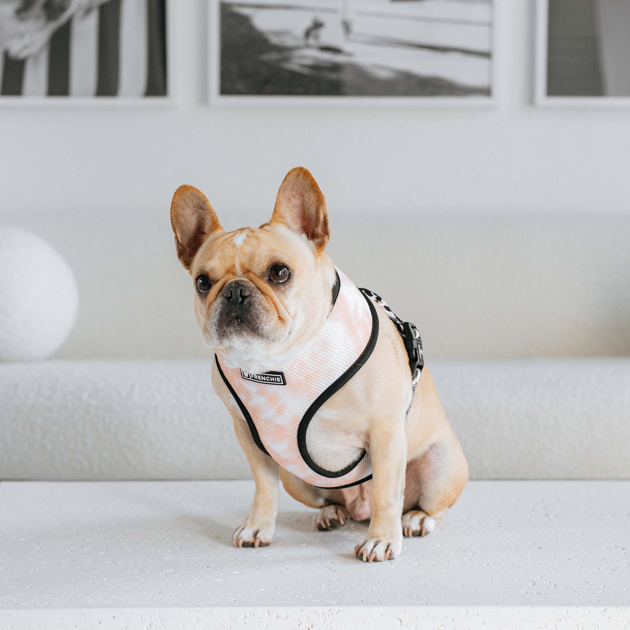 Frenchie Duo Reversible Harness - Earthy Tie Dye - Image 3