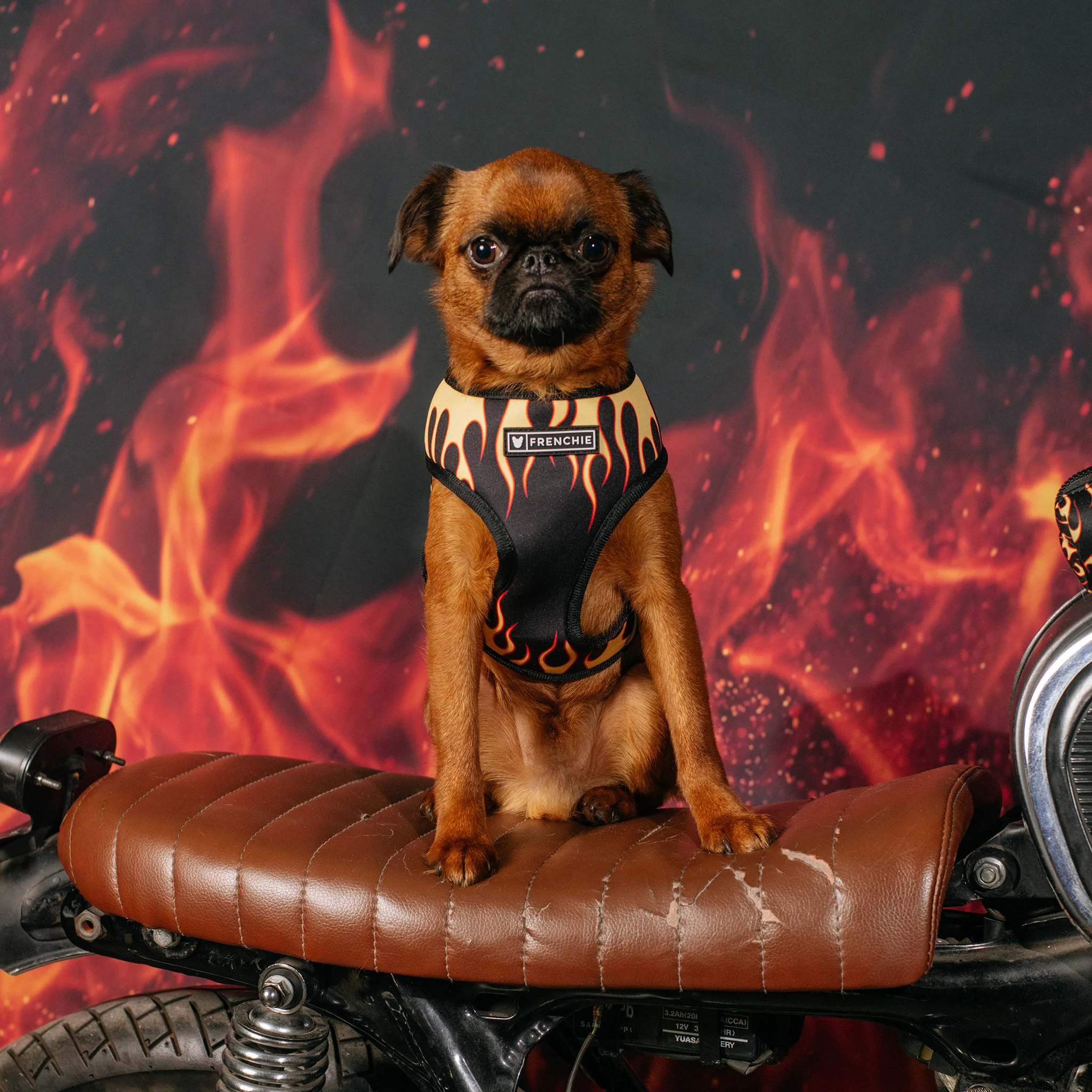 Frenchie Duo Reversible Harness - Flames (Orange) - Image 4