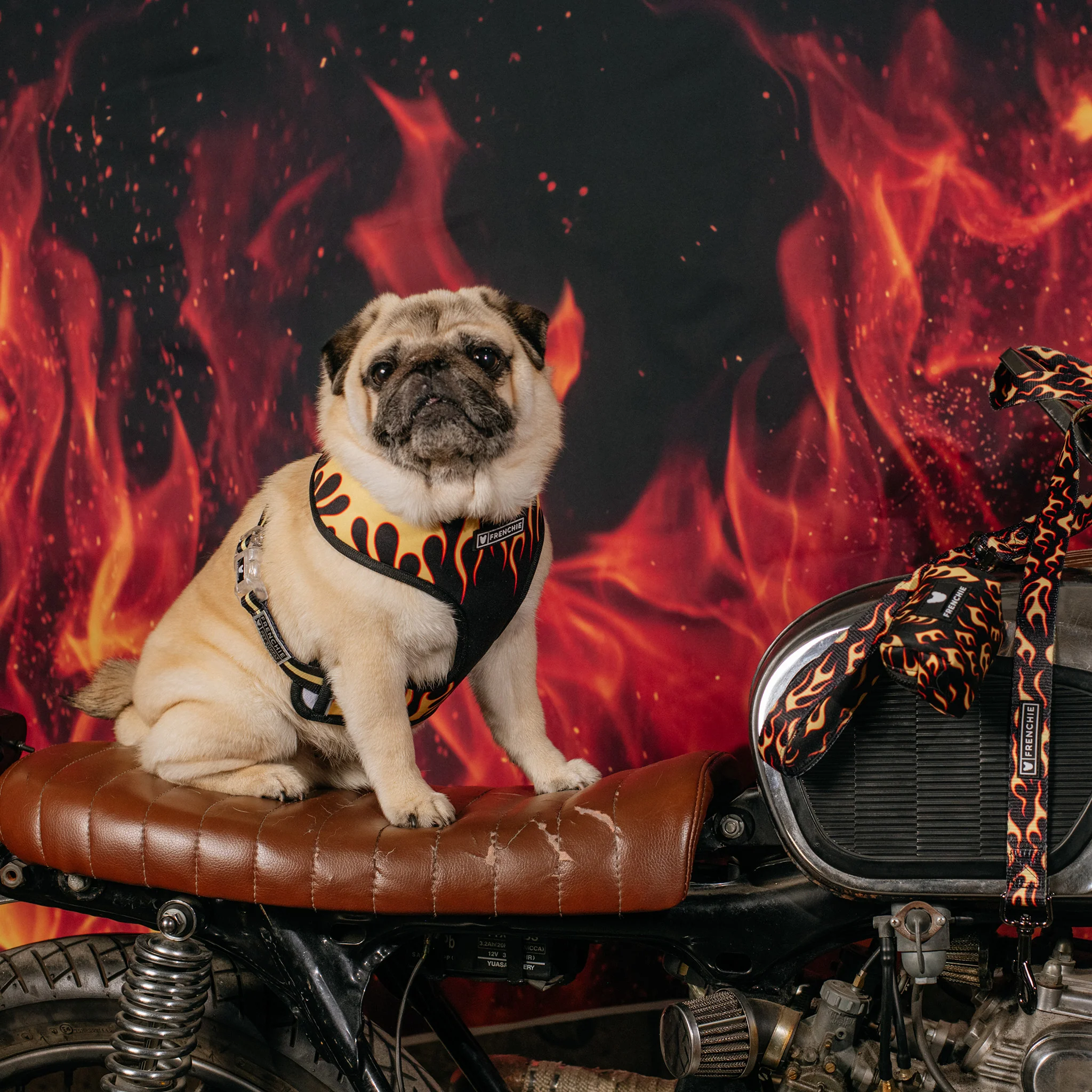Frenchie Duo Reversible Harness - Flames (Orange) - Image 5