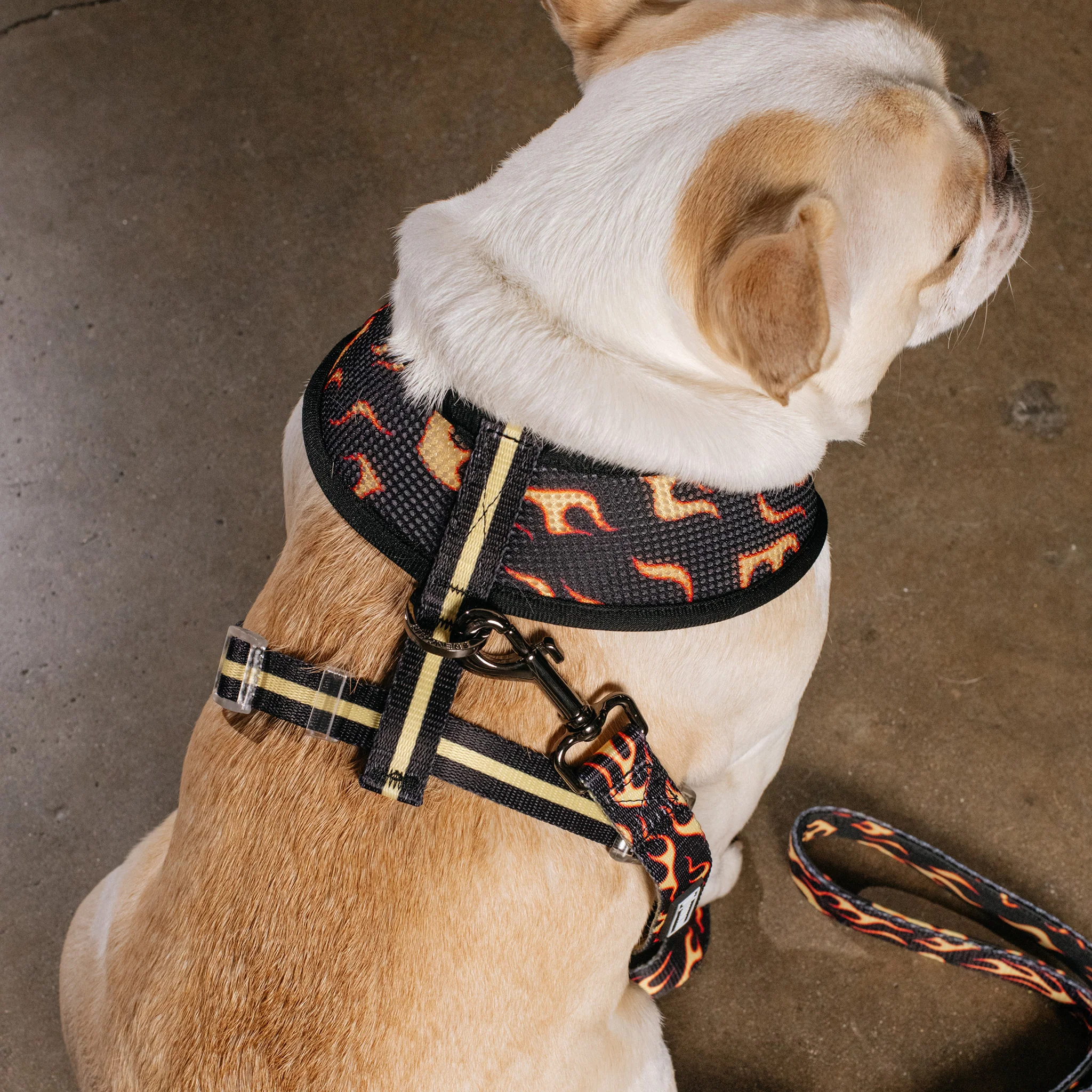 Frenchie Duo Reversible Harness - Flames (Orange) - Image 6