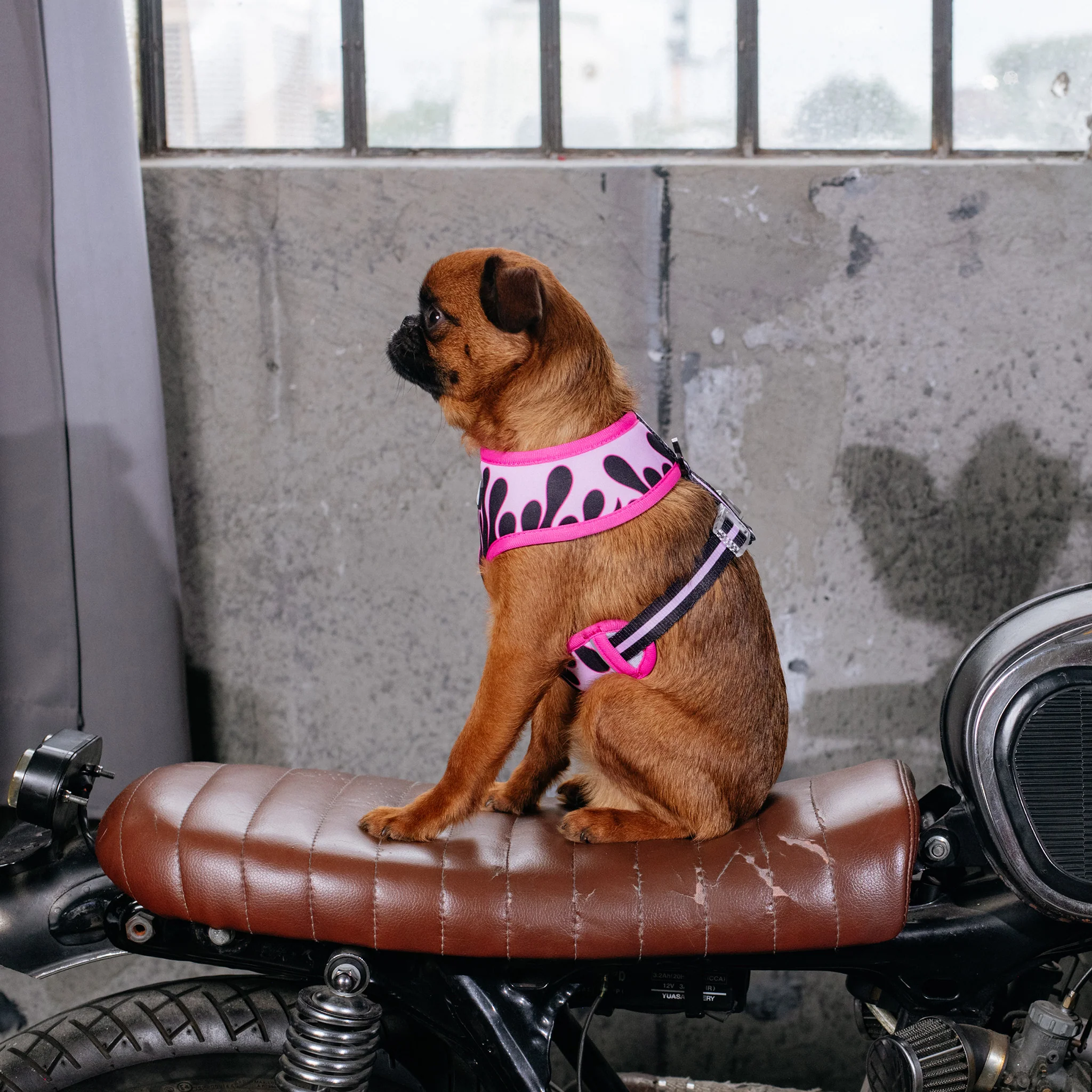 Frenchie Duo Reversible Harness - Flames (Pink) - Image 3