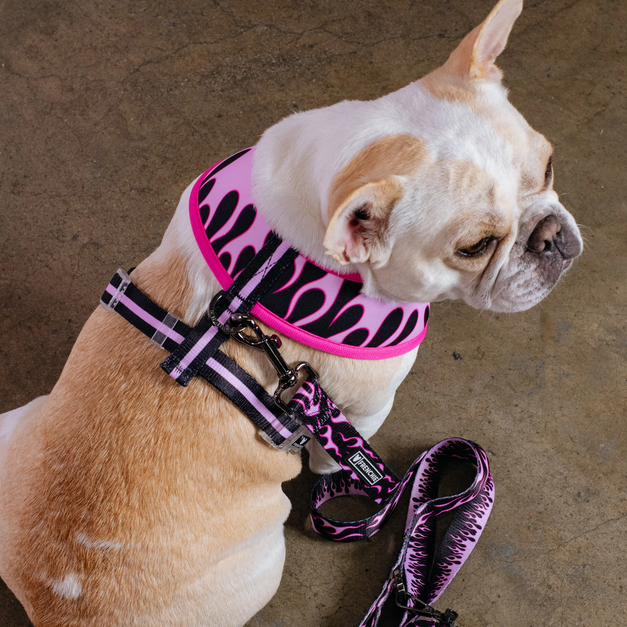 Frenchie Duo Reversible Harness - Flames (Pink) - Image 9