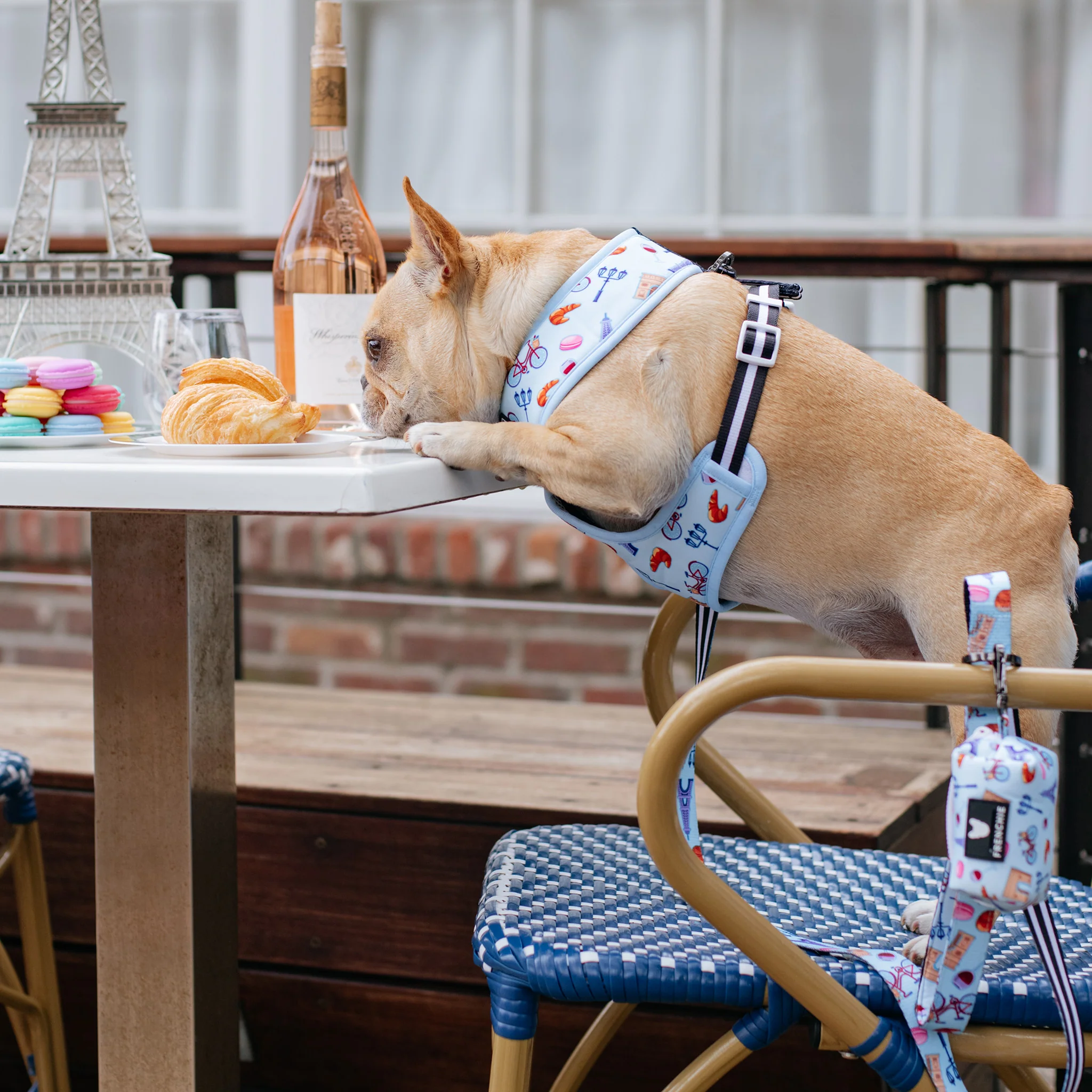 Frenchie Duo Reversible Harness - Frenchie in Paris - Image 2