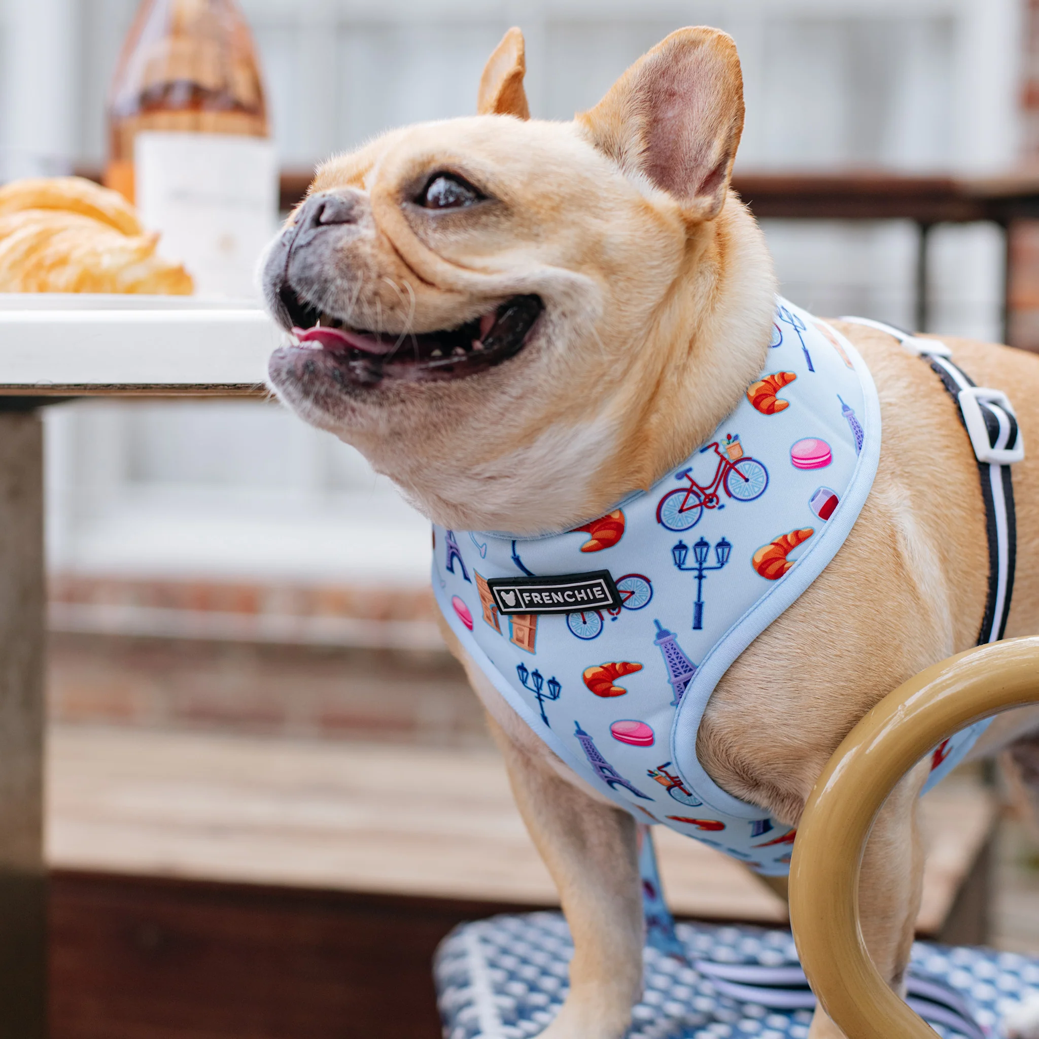 Frenchie Duo Reversible Harness - Frenchie in Paris - Image 3