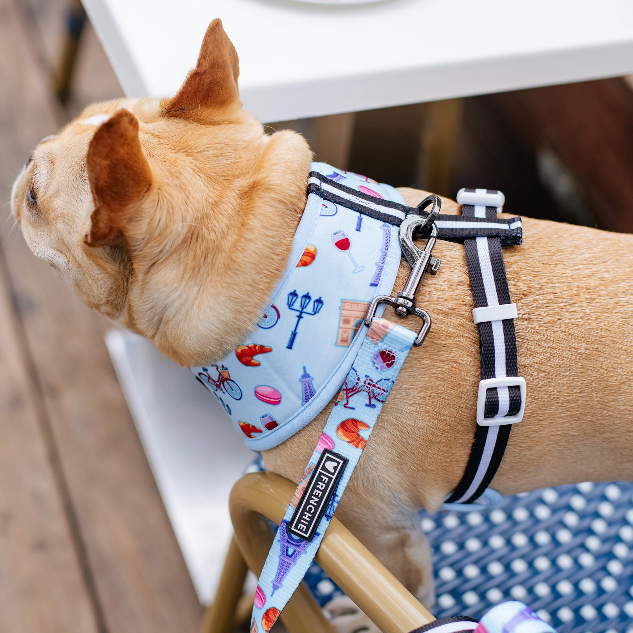 Frenchie Duo Reversible Harness - Frenchie in Paris - Image 5