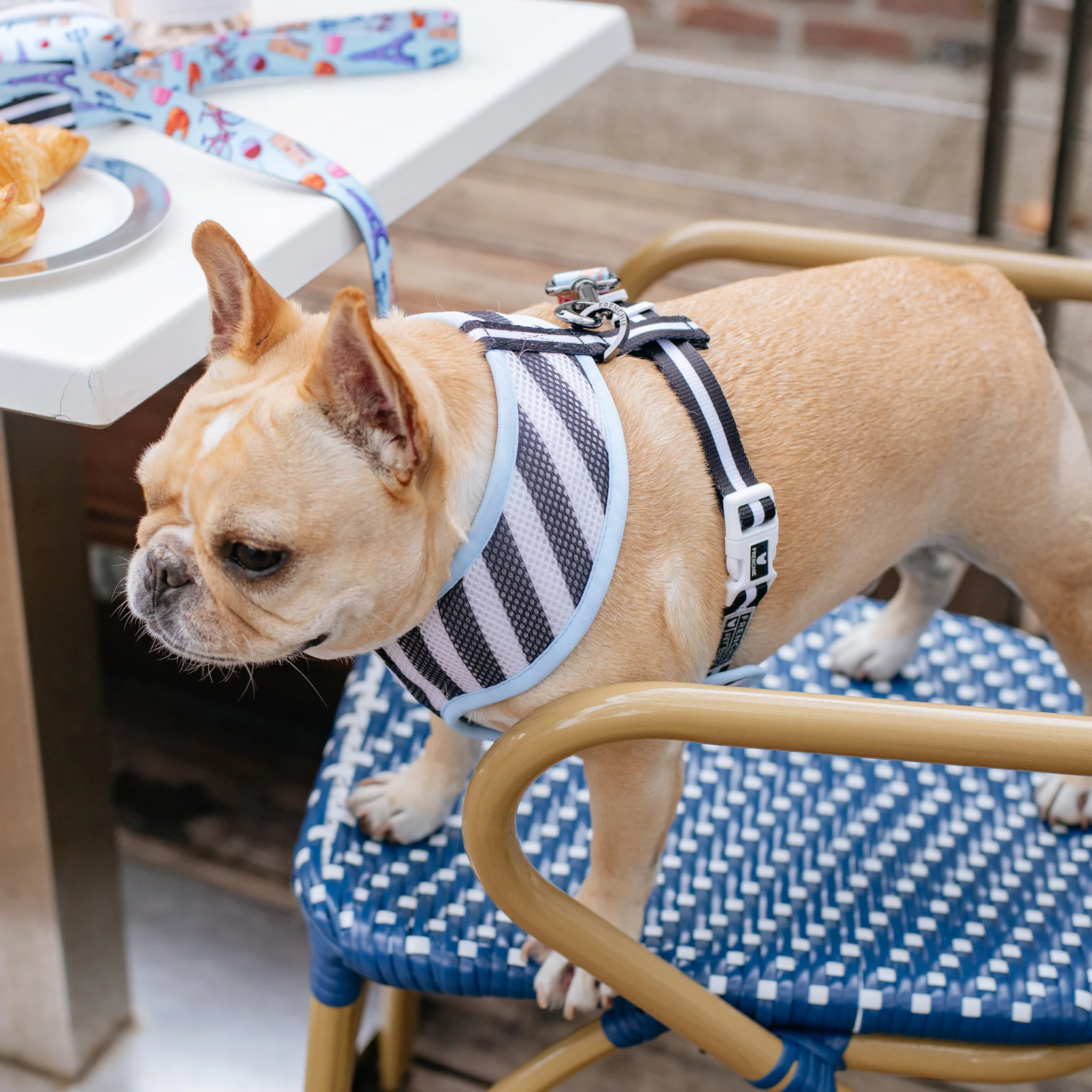 Frenchie Duo Reversible Harness - Frenchie in Paris - Image 7