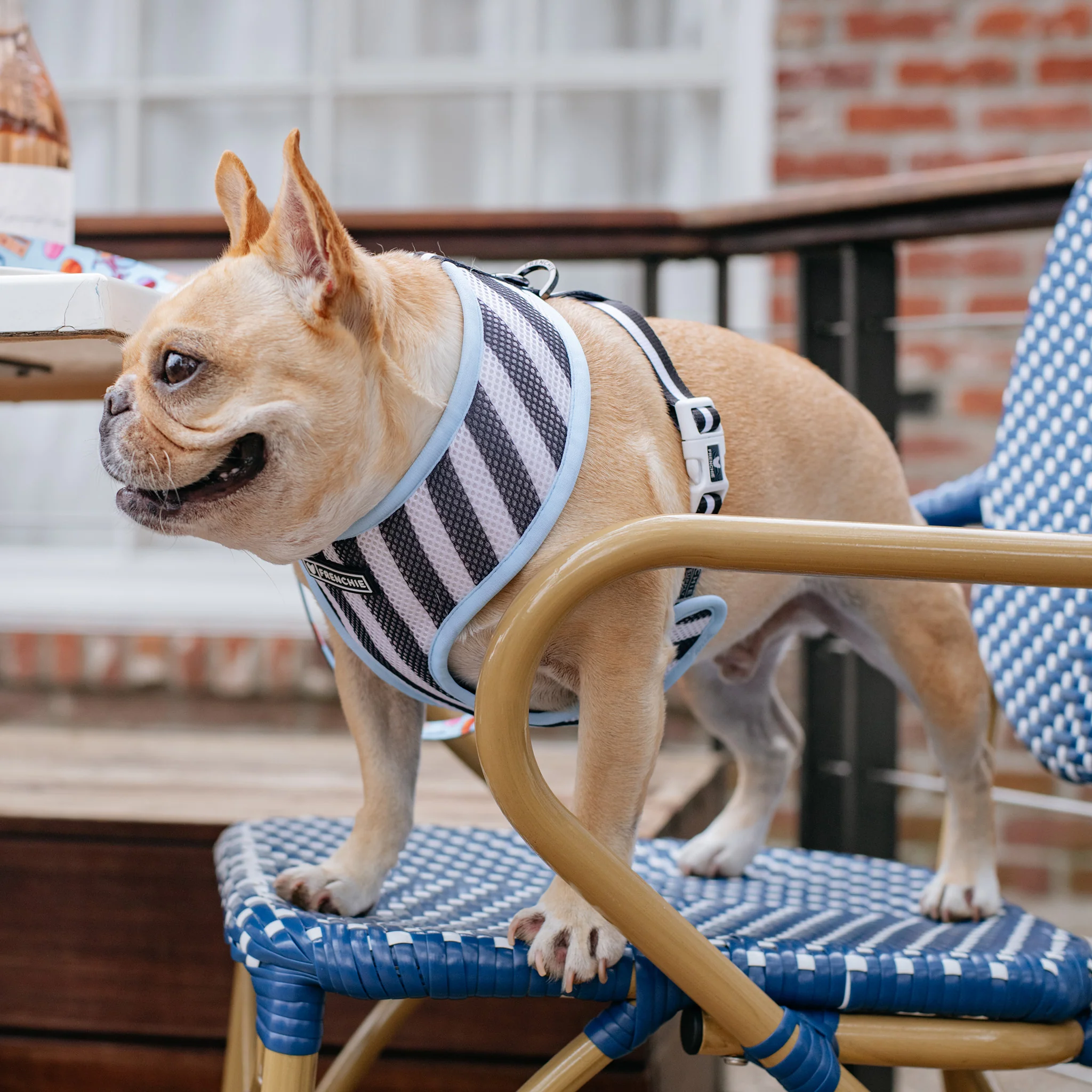 Frenchie Duo Reversible Harness - Frenchie in Paris - Image 8