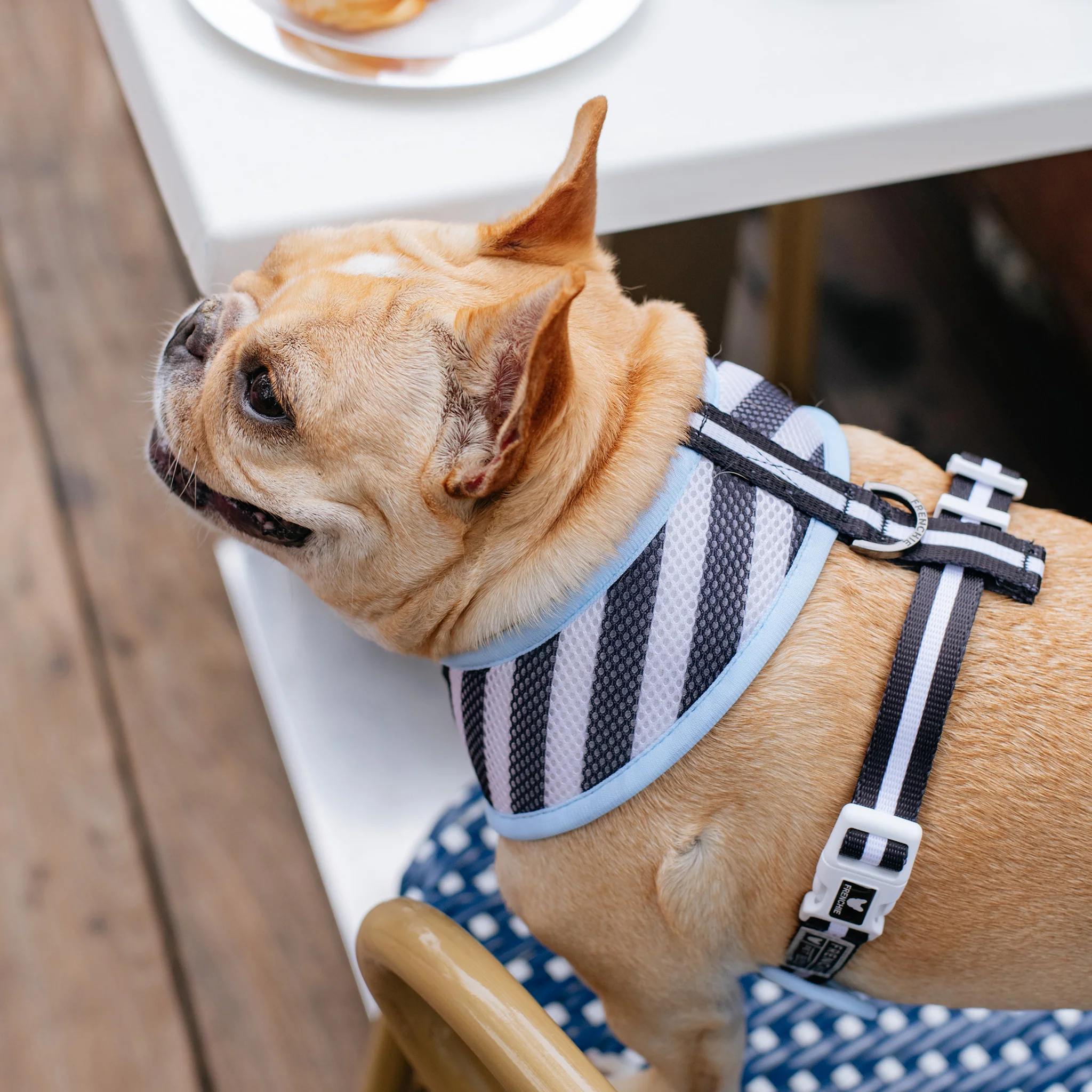 Frenchie Duo Reversible Harness - Frenchie in Paris - Image 9