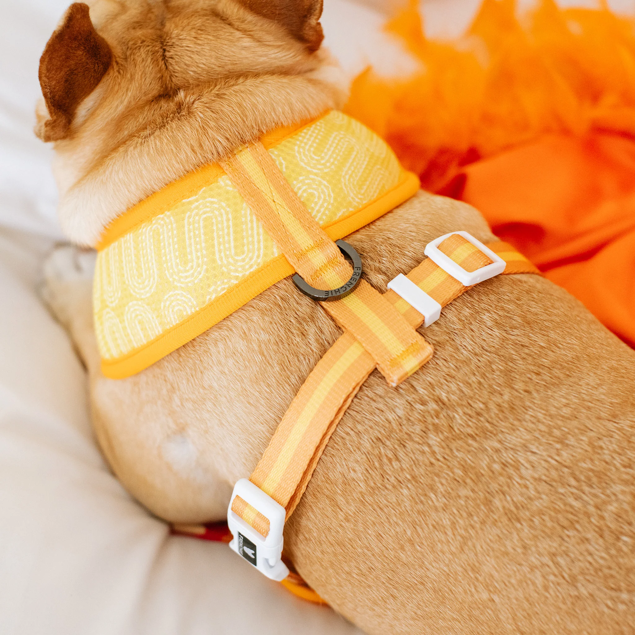 Frenchie Duo Reversible Harness - Frenchie Takeout - Image 11
