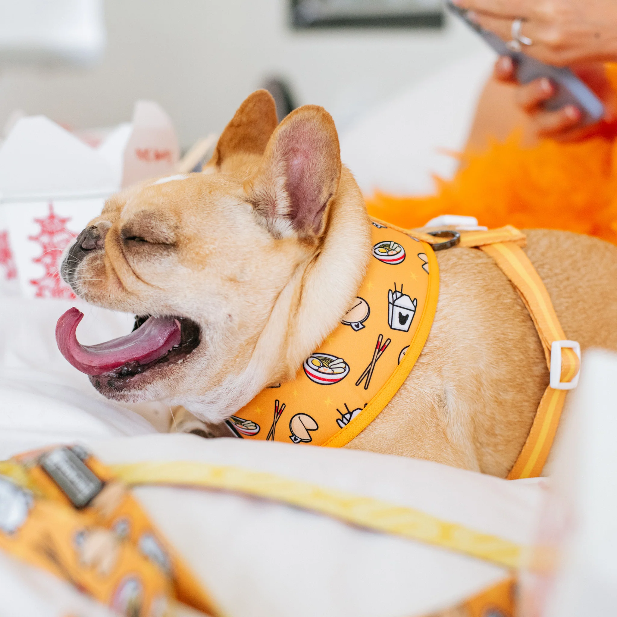 Frenchie Duo Reversible Harness - Frenchie Takeout - Image 8