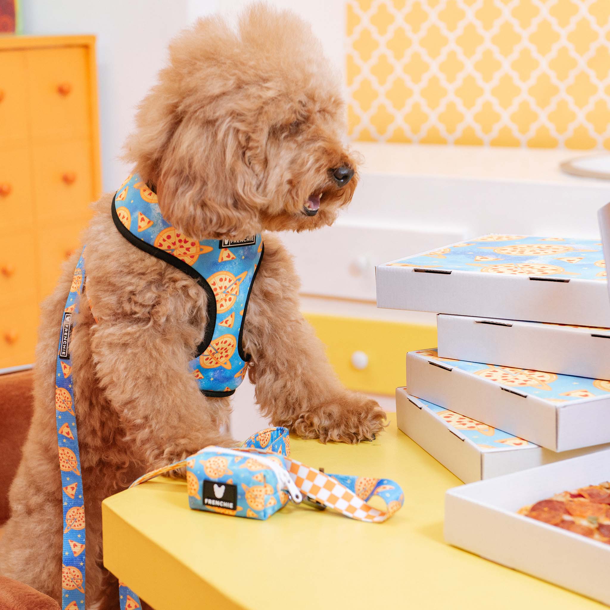 Frenchie Duo Reversible Harness - Galaxy Pizza - Image 2