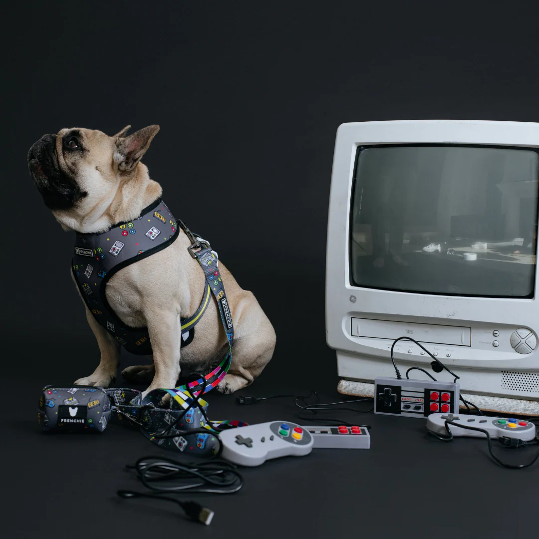 Frenchie Duo Reversible Harness - Gamer - Image 7