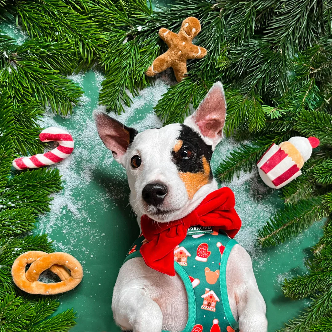 Frenchie Duo Reversible Harness - Gingerbread (Green) - Image 3