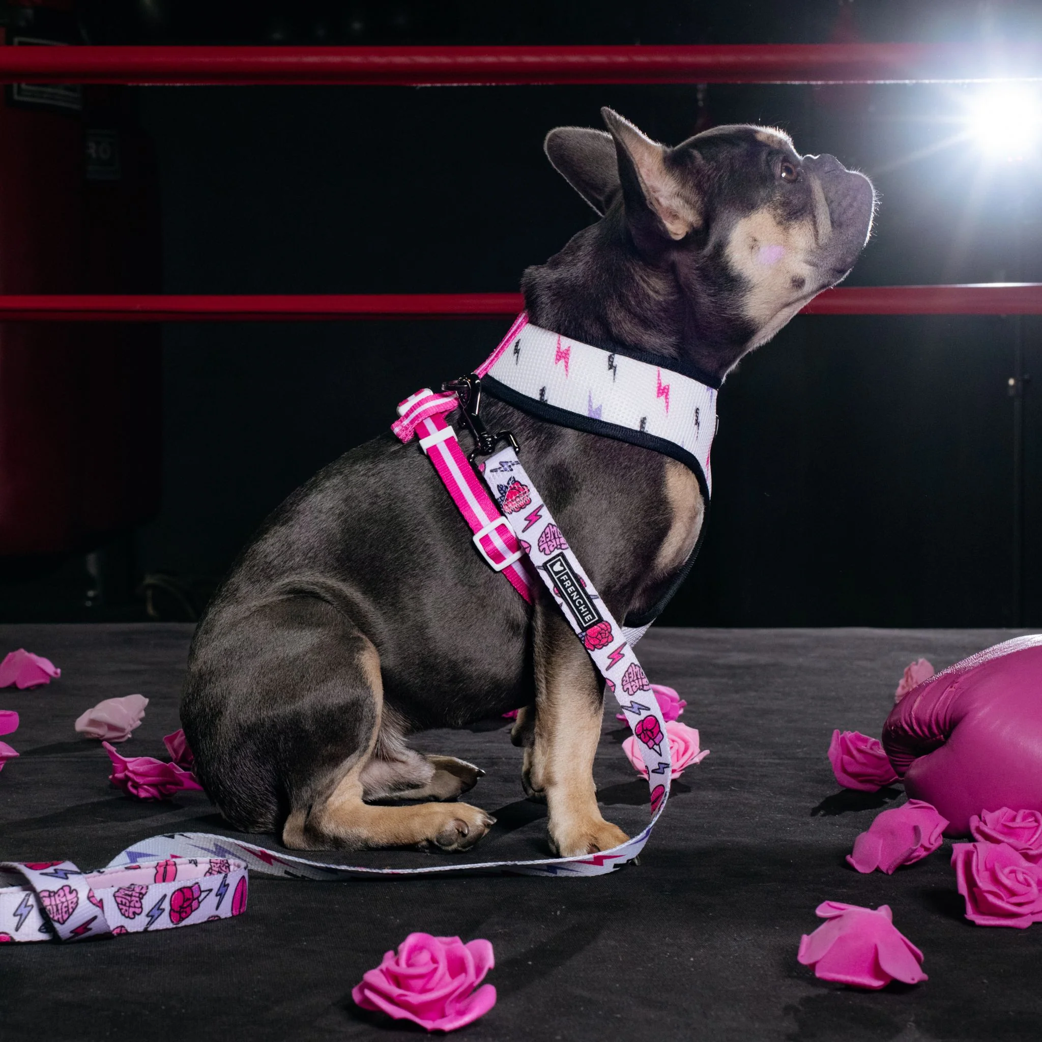 Frenchie Duo Reversible Harness - Girl Power - Image 12