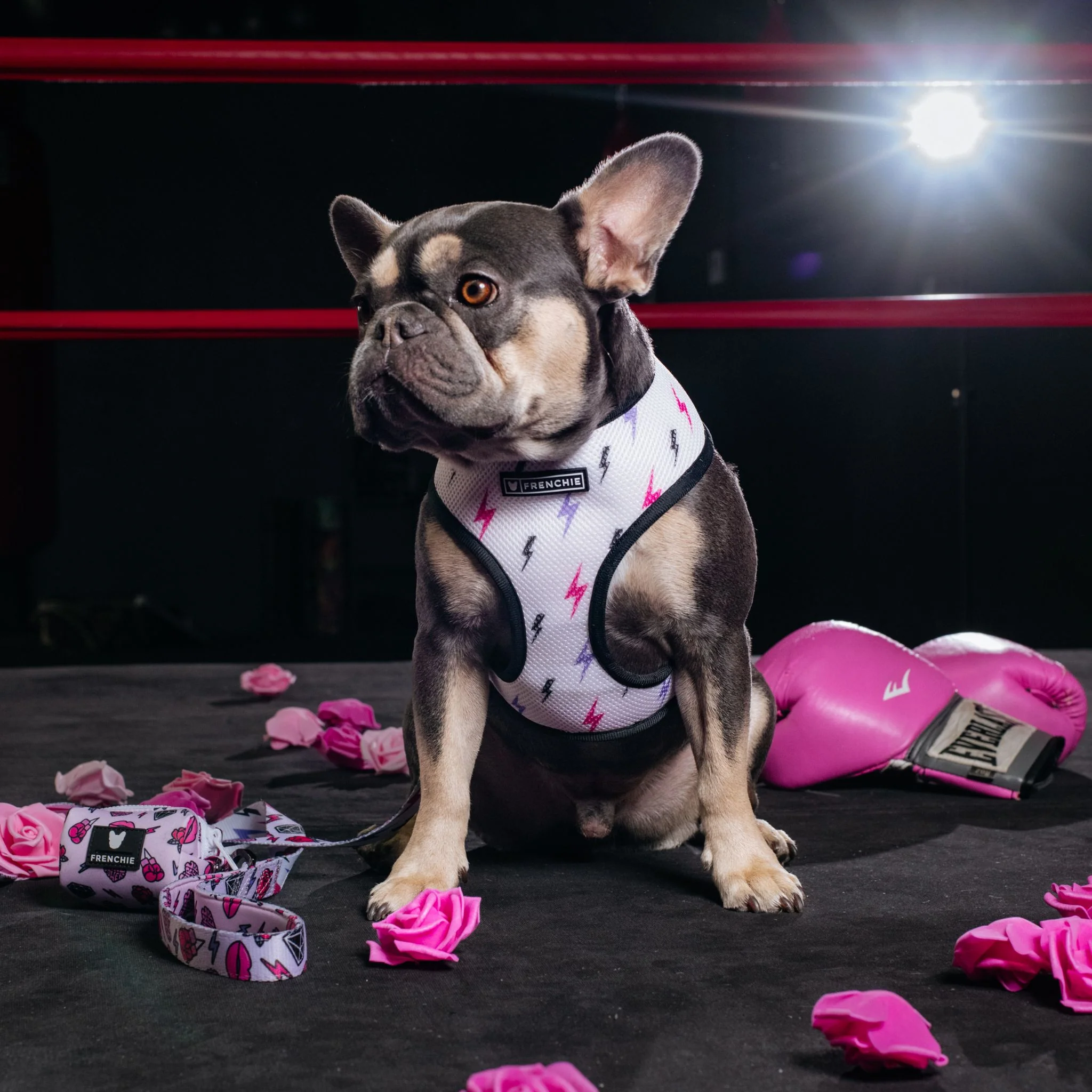 Frenchie Duo Reversible Harness - Girl Power - Image 3