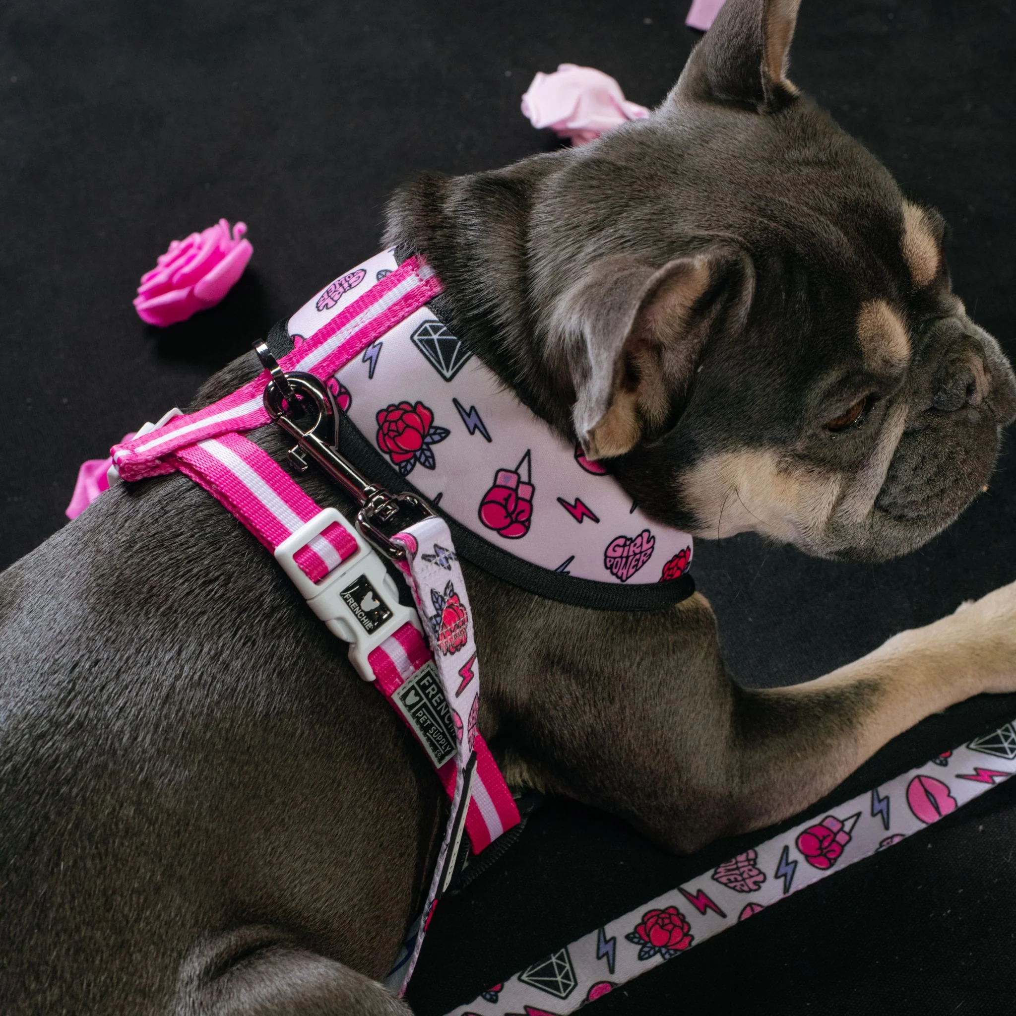 Frenchie Duo Reversible Harness - Girl Power - Image 4