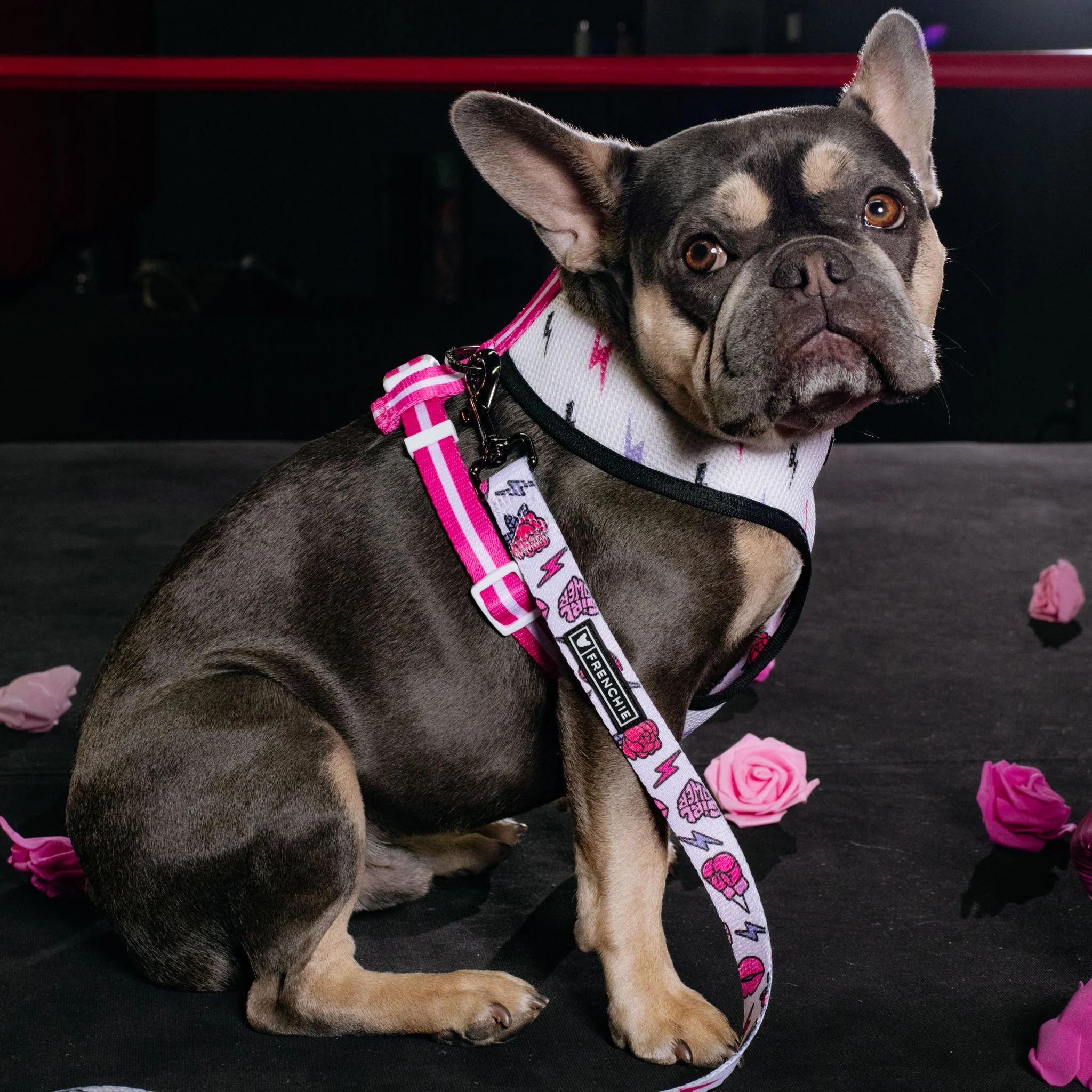 Frenchie Duo Reversible Harness - Girl Power - Image 9