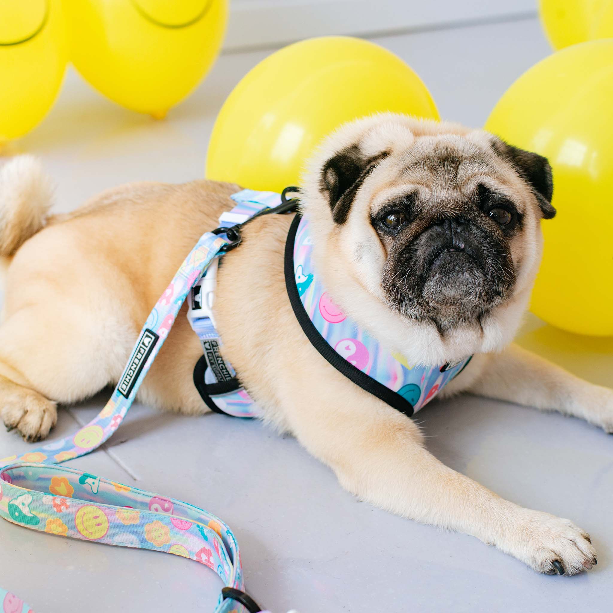 Frenchie Duo Reversible Harness - Good Vibes - Image 10