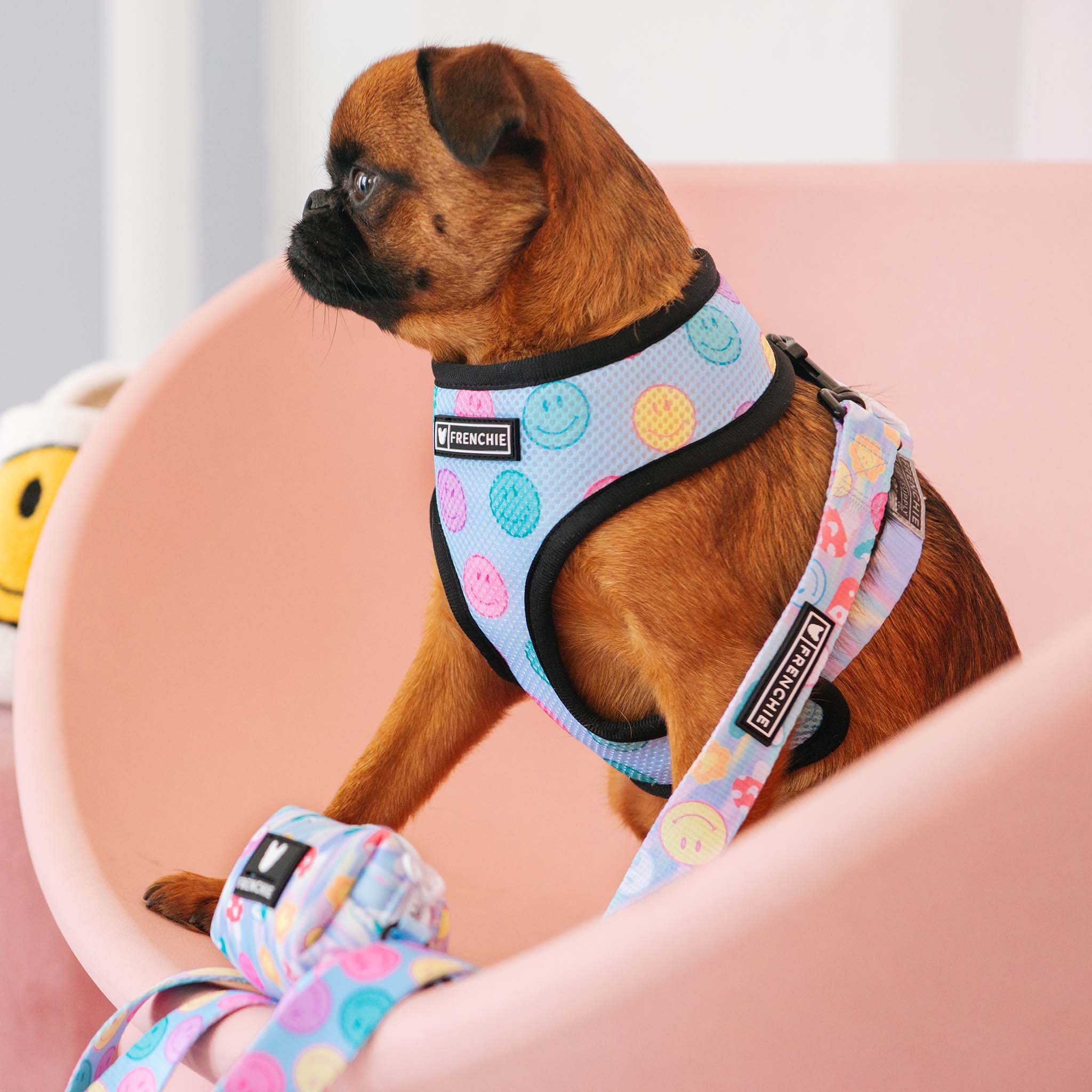 Frenchie Duo Reversible Harness - Good Vibes - Image 4