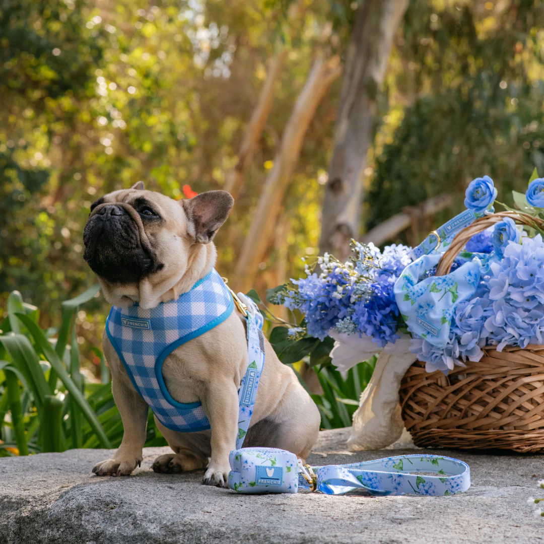 Frenchie Duo Reversible Harness - Hydrangea - Image 3