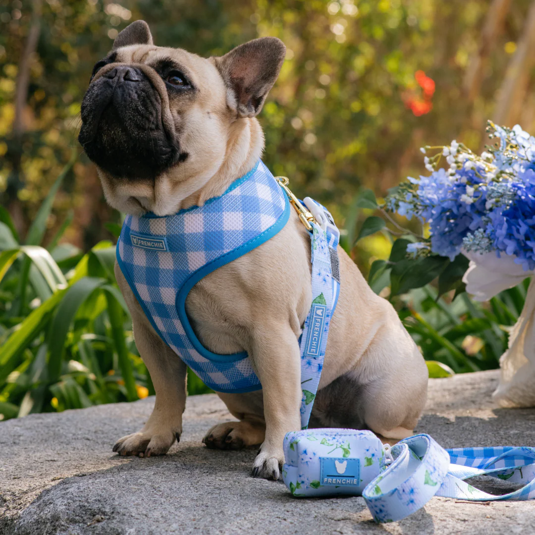 Frenchie Duo Reversible Harness - Hydrangea - Image 7