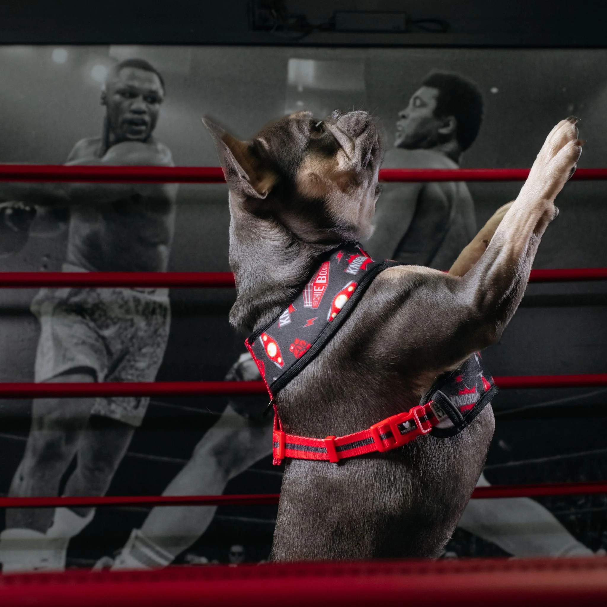Frenchie Duo Reversible Harness - Knockout - Image 10