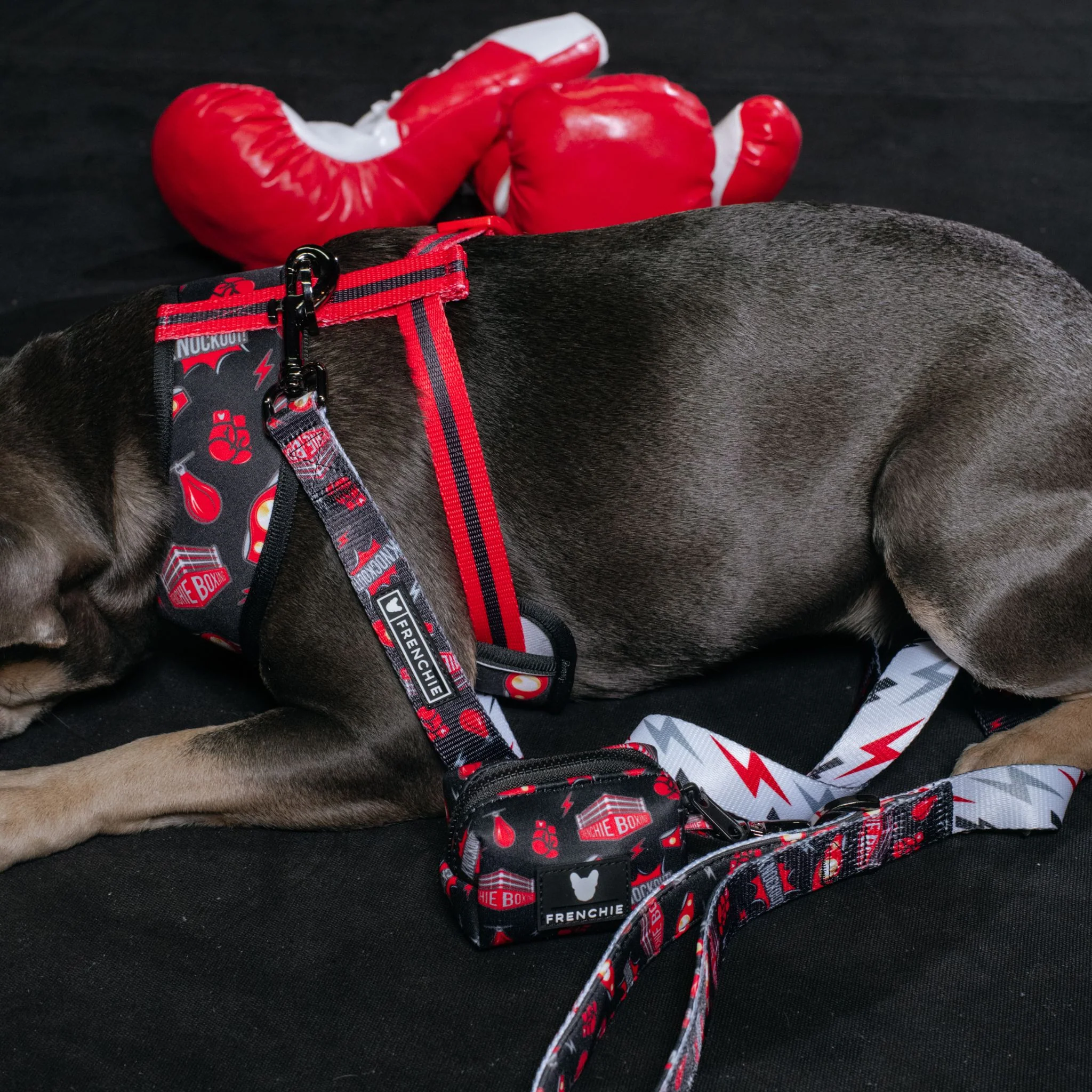 Frenchie Duo Reversible Harness - Knockout - Image 11