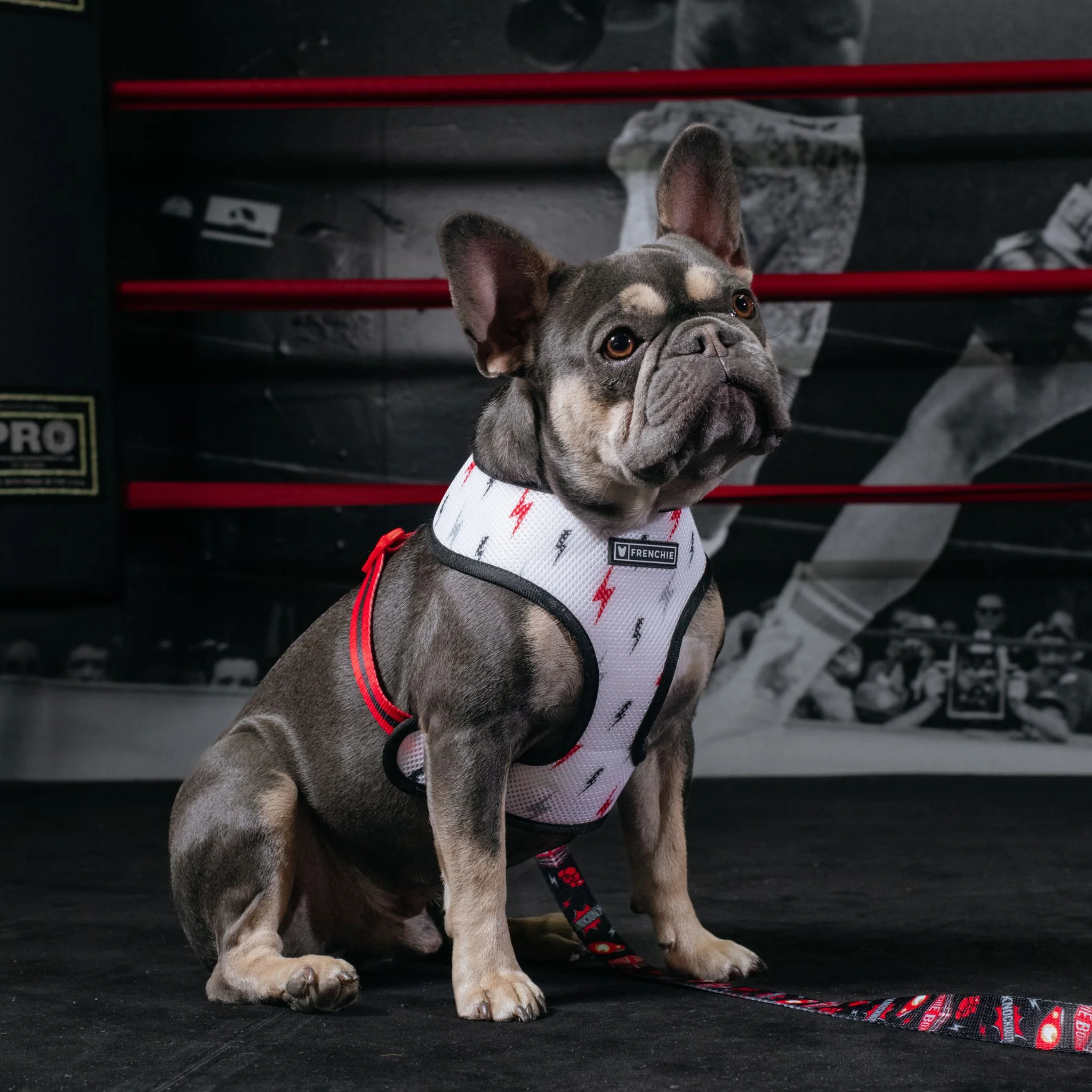 Frenchie Duo Reversible Harness - Knockout - Image 14