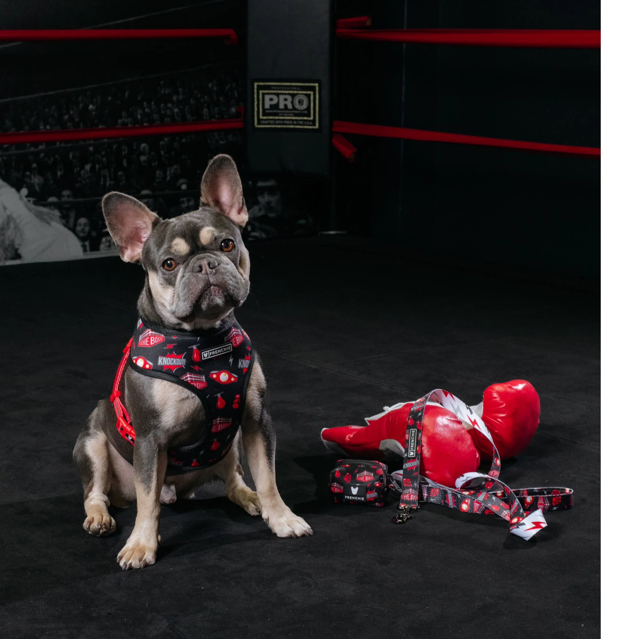 Frenchie Duo Reversible Harness - Knockout - Image 2