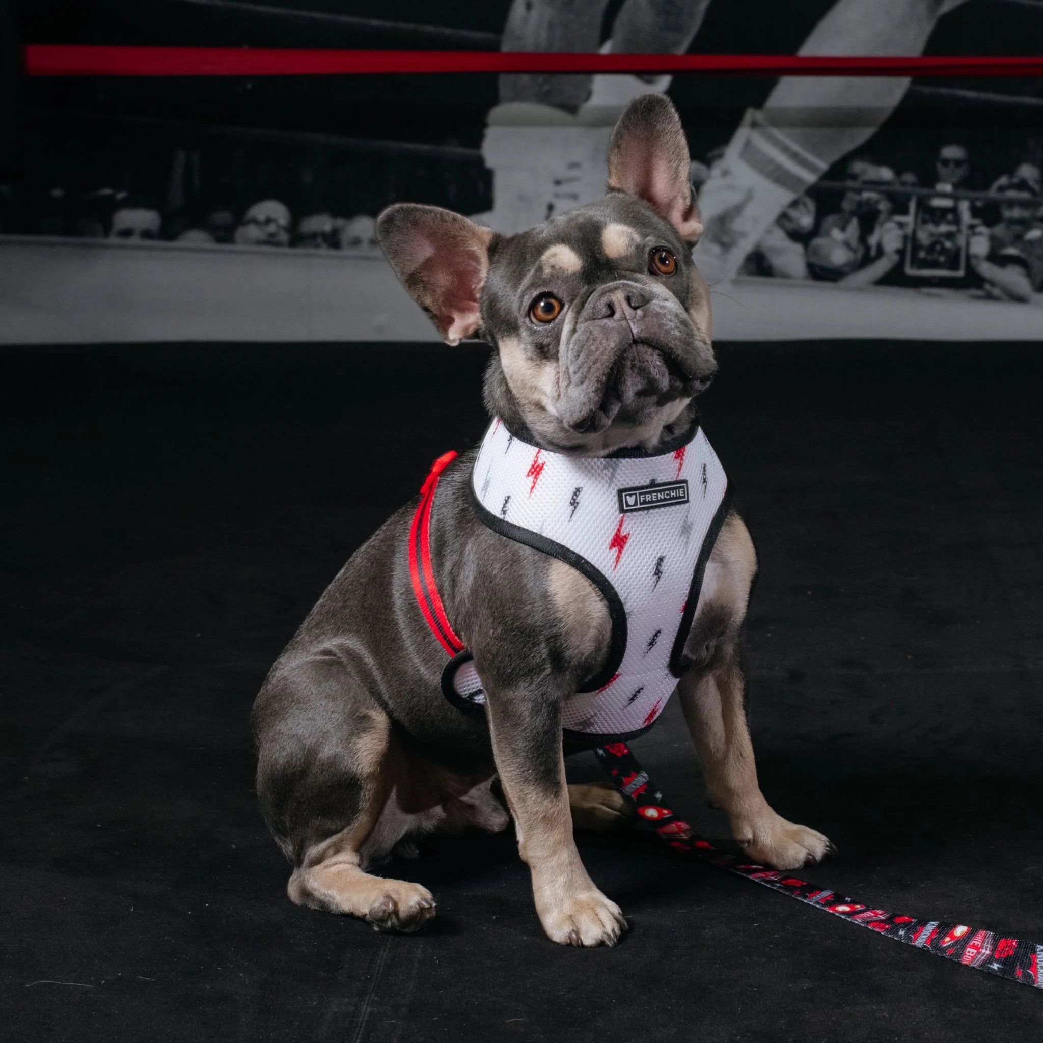 Frenchie Duo Reversible Harness - Knockout - Image 3