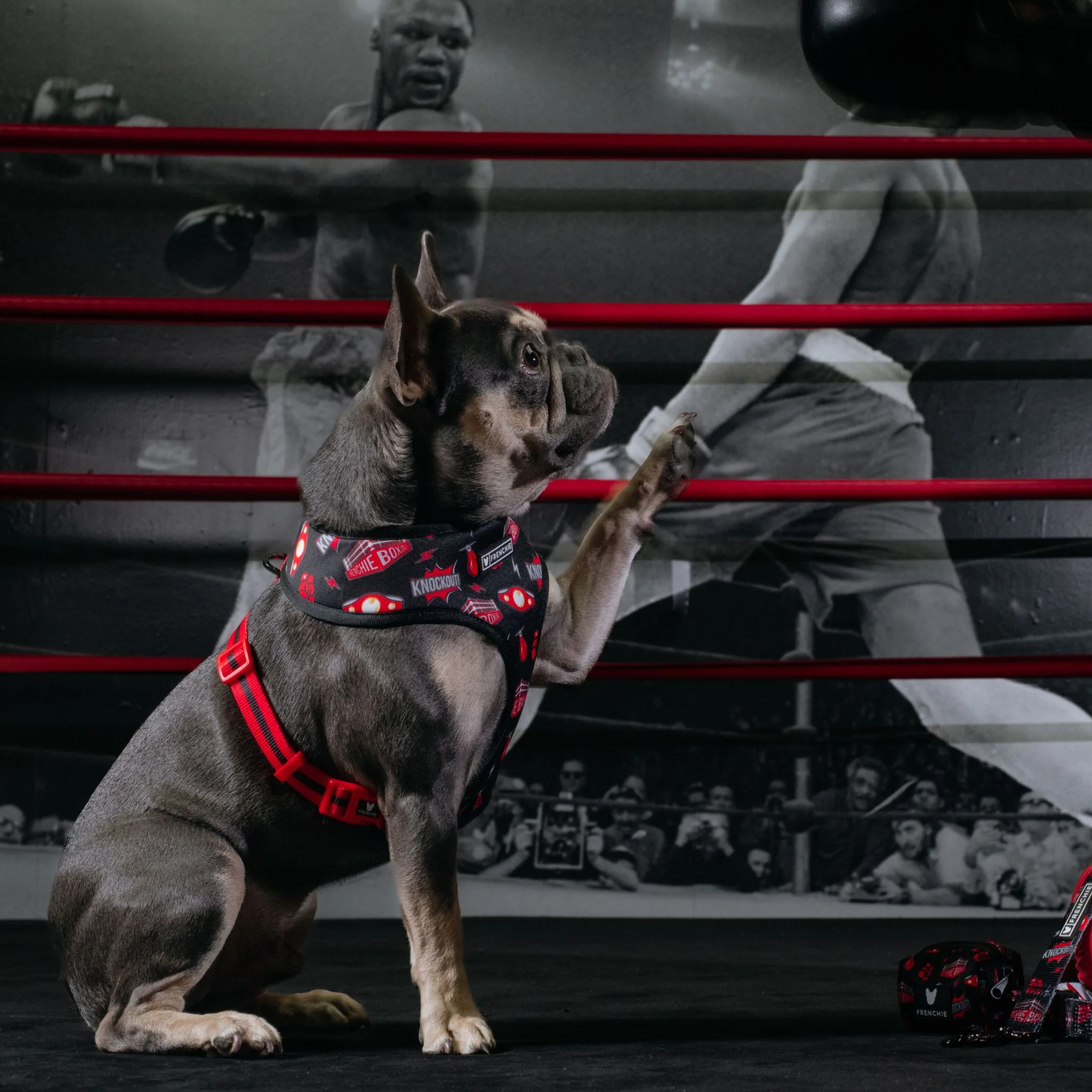 Frenchie Duo Reversible Harness - Knockout - Image 6