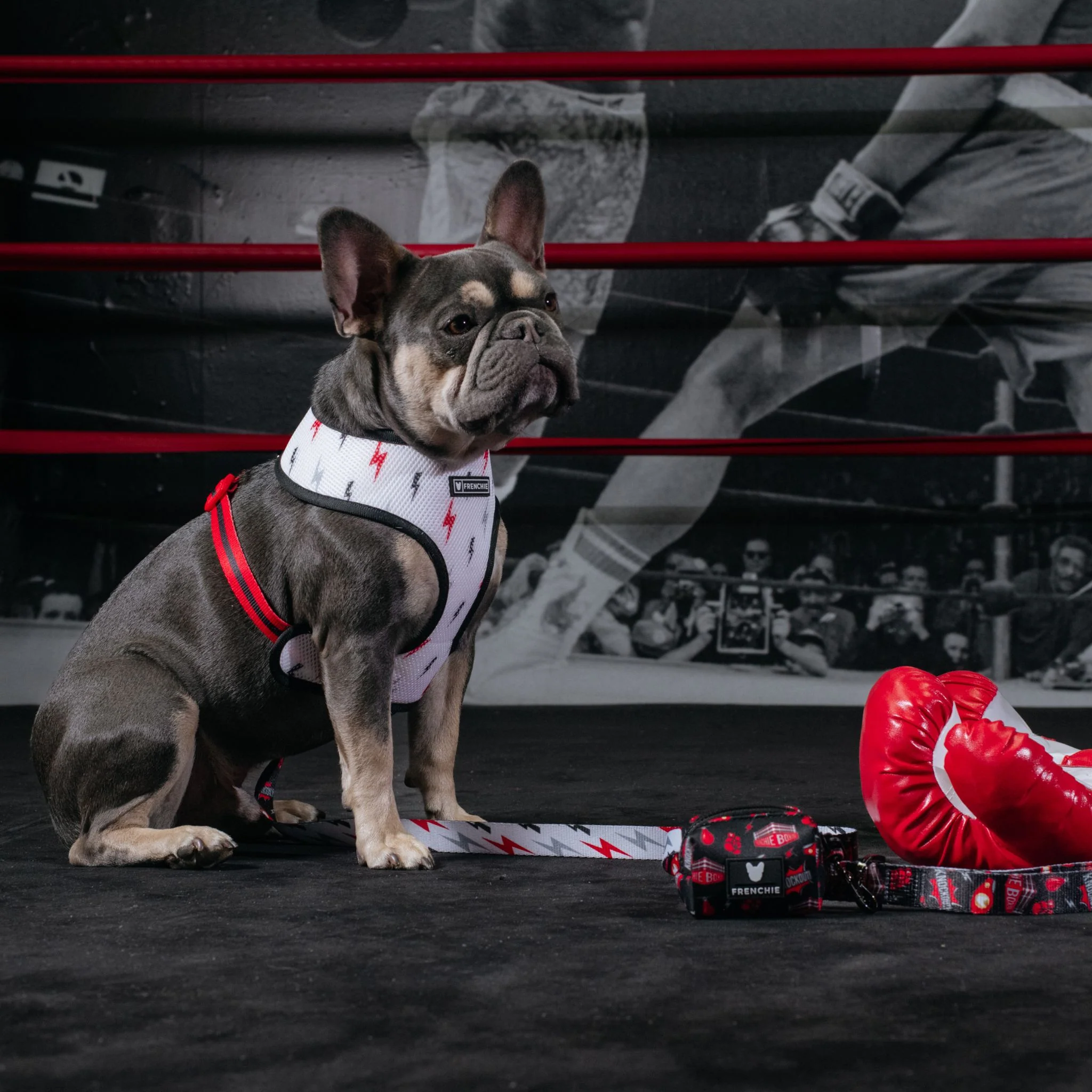 Frenchie Duo Reversible Harness - Knockout - Image 8