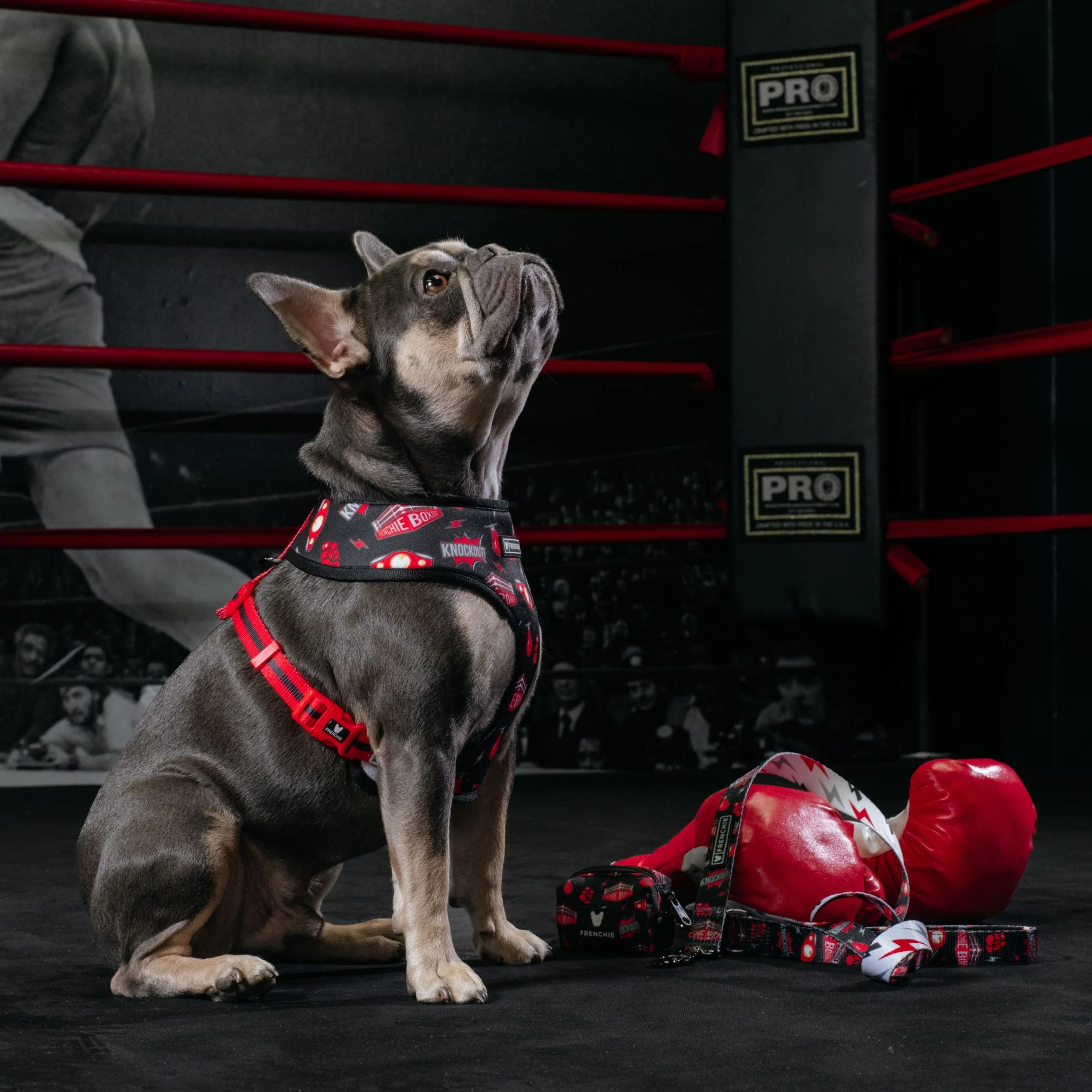 Frenchie Duo Reversible Harness - Knockout - Image 9