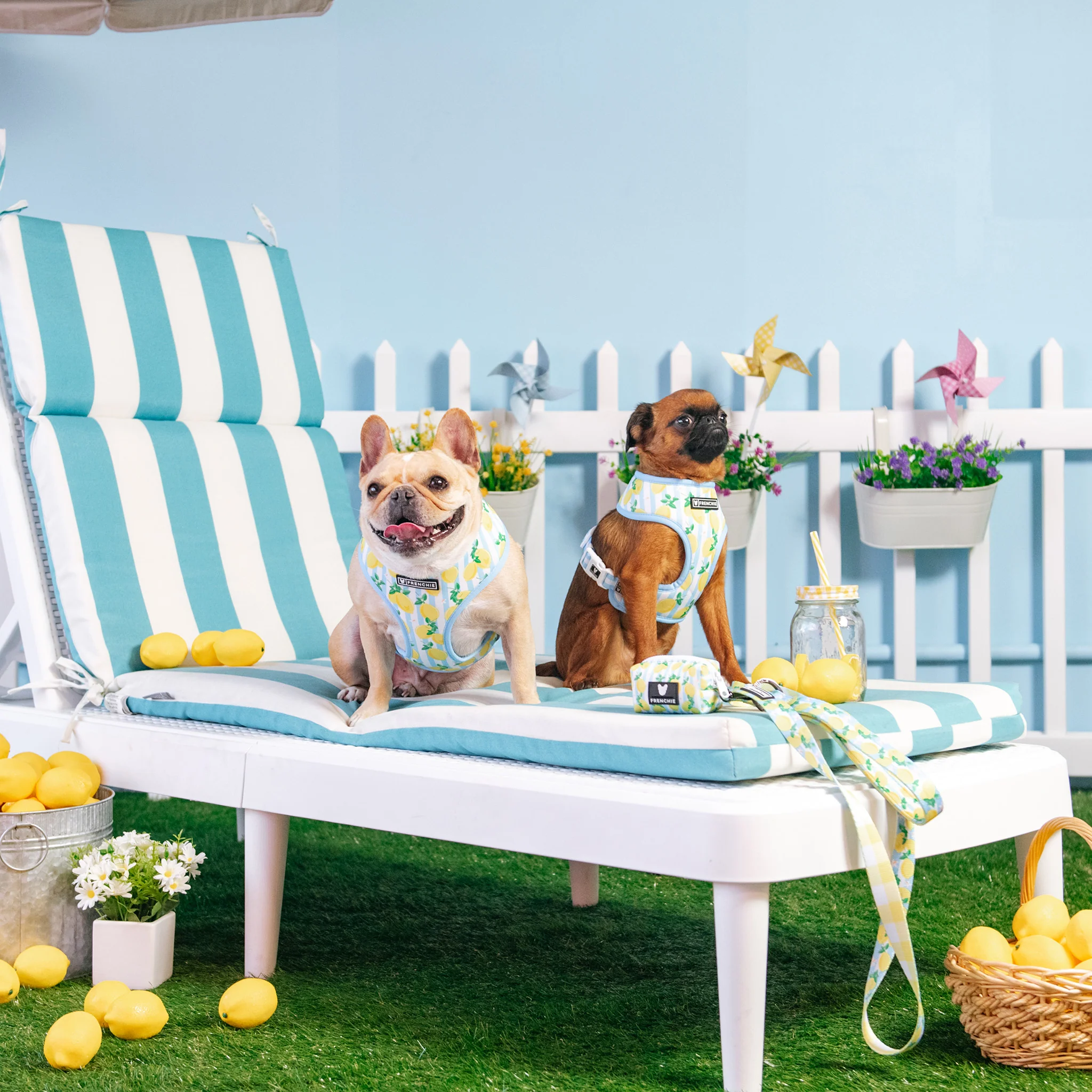 Frenchie Duo Reversible Harness - Lemon Tree - Image 10