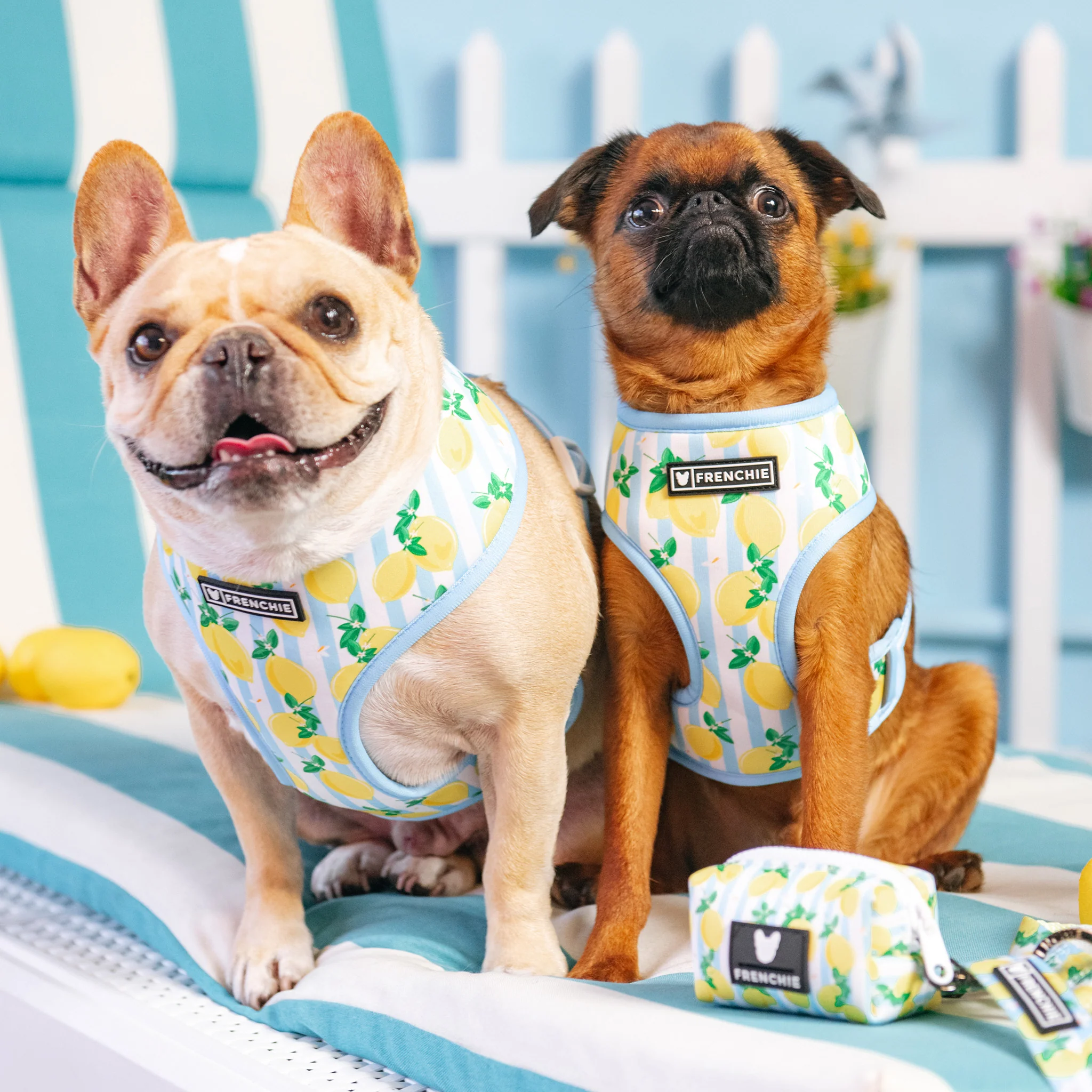 Frenchie Duo Reversible Harness - Lemon Tree - Image 11