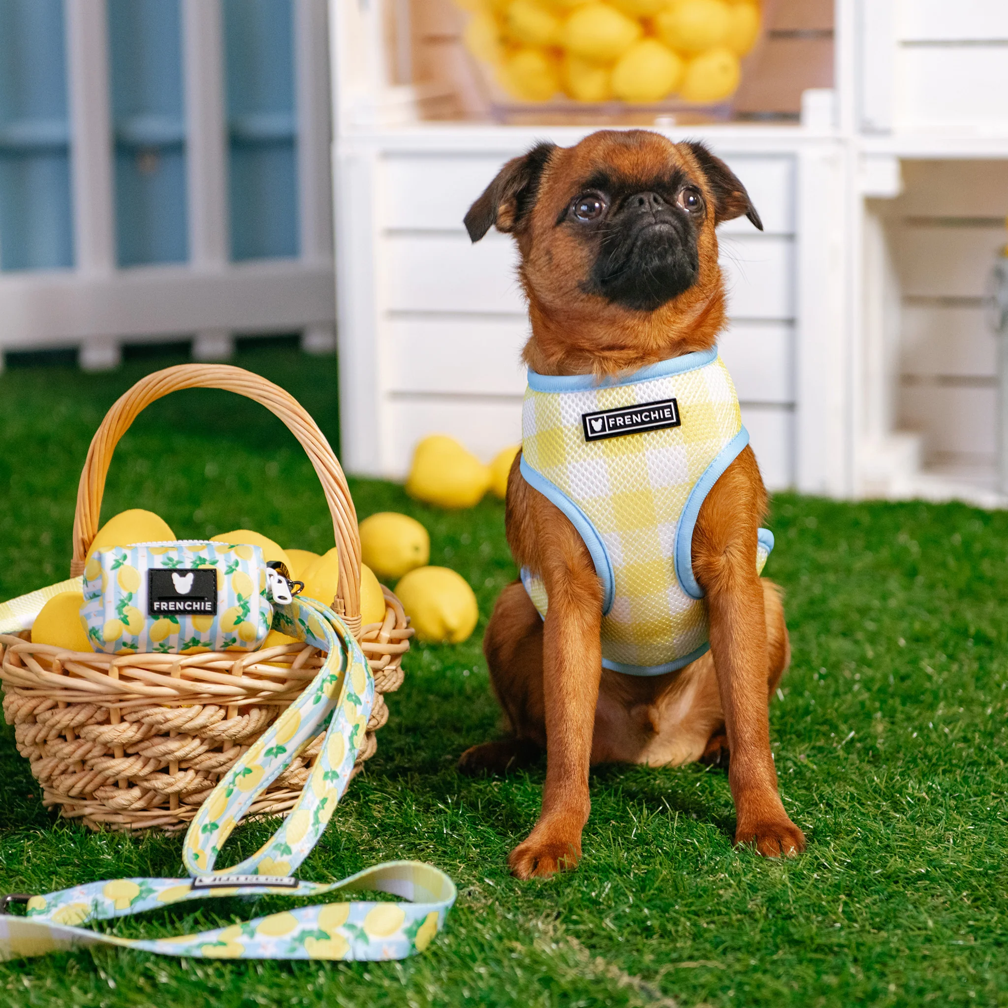 Frenchie Duo Reversible Harness - Lemon Tree - Image 12